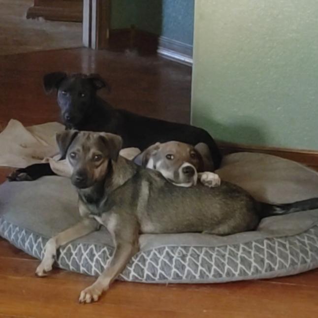 Milo, Adoptable, Young Male Terrier.