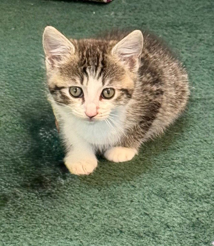 Gordita, Adopted, Kitten Male Tabby & Domestic Short Hair.