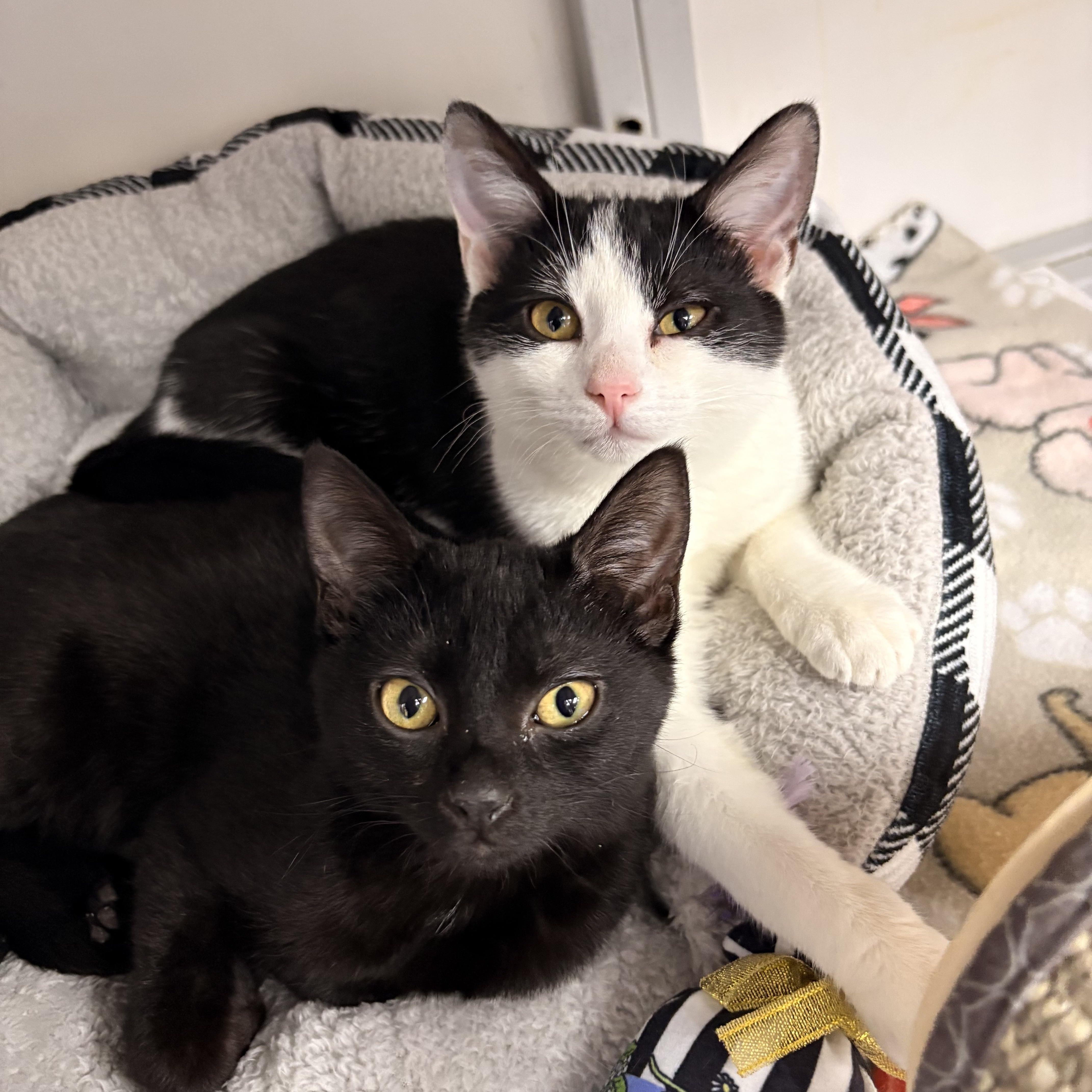 Enlarge Leigh , a ADOPTABLE Domestic Short Hair in White Oak, PA image 2/2