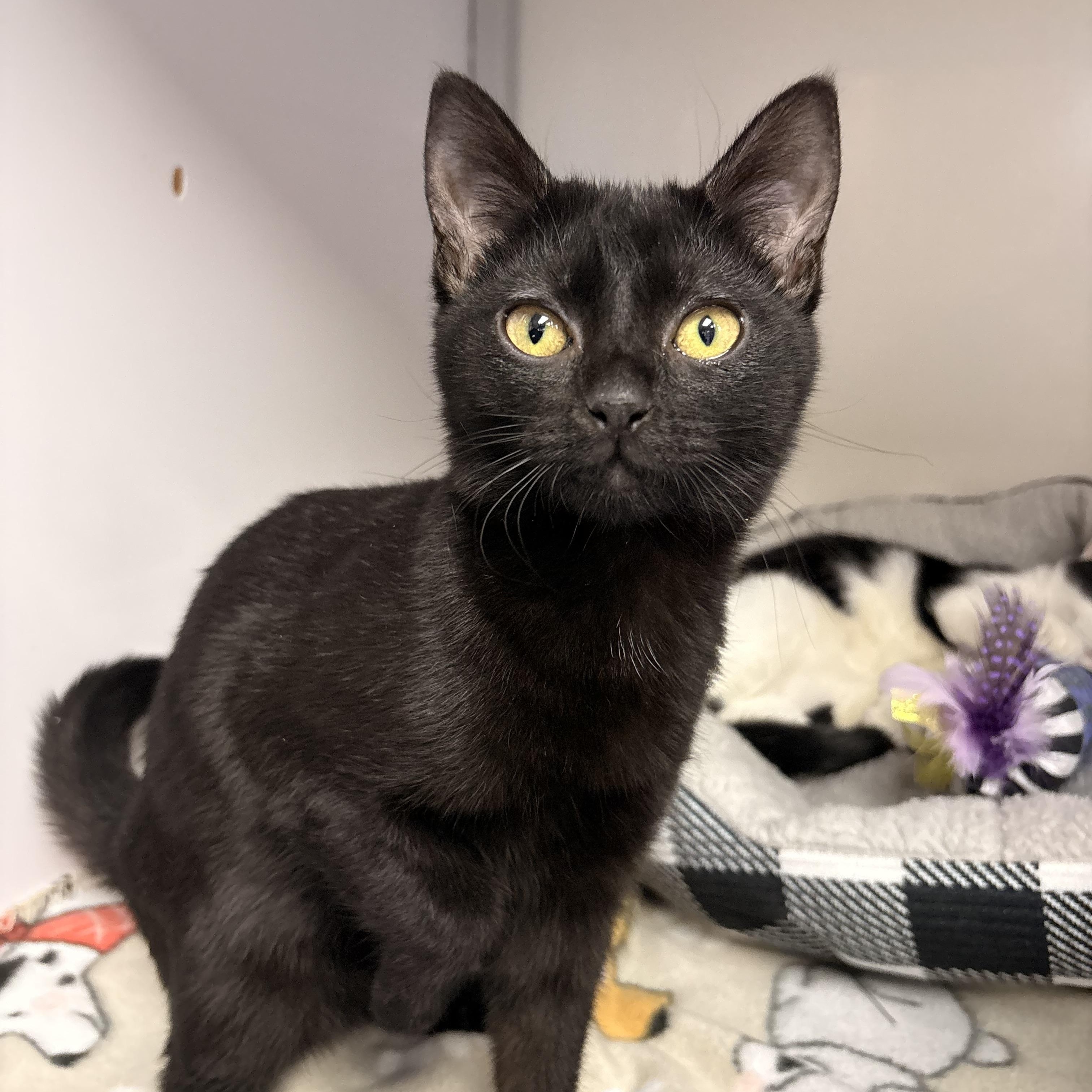 Leigh , ADOPTABLE, Young Female Domestic Short Hair.