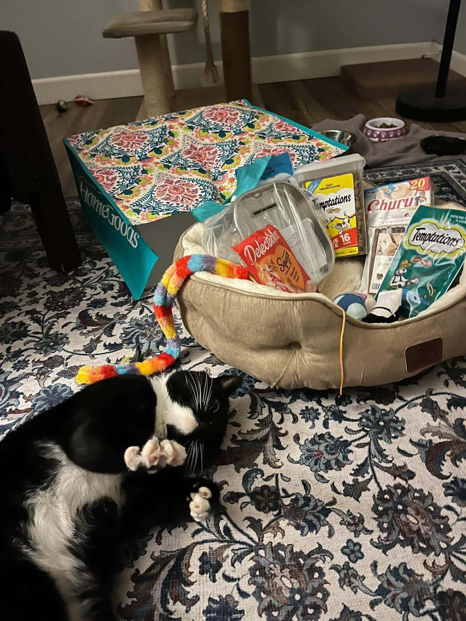 Enlarge Benefict , a ADOPTABLE Tuxedo in Enfield, CT image 2/5