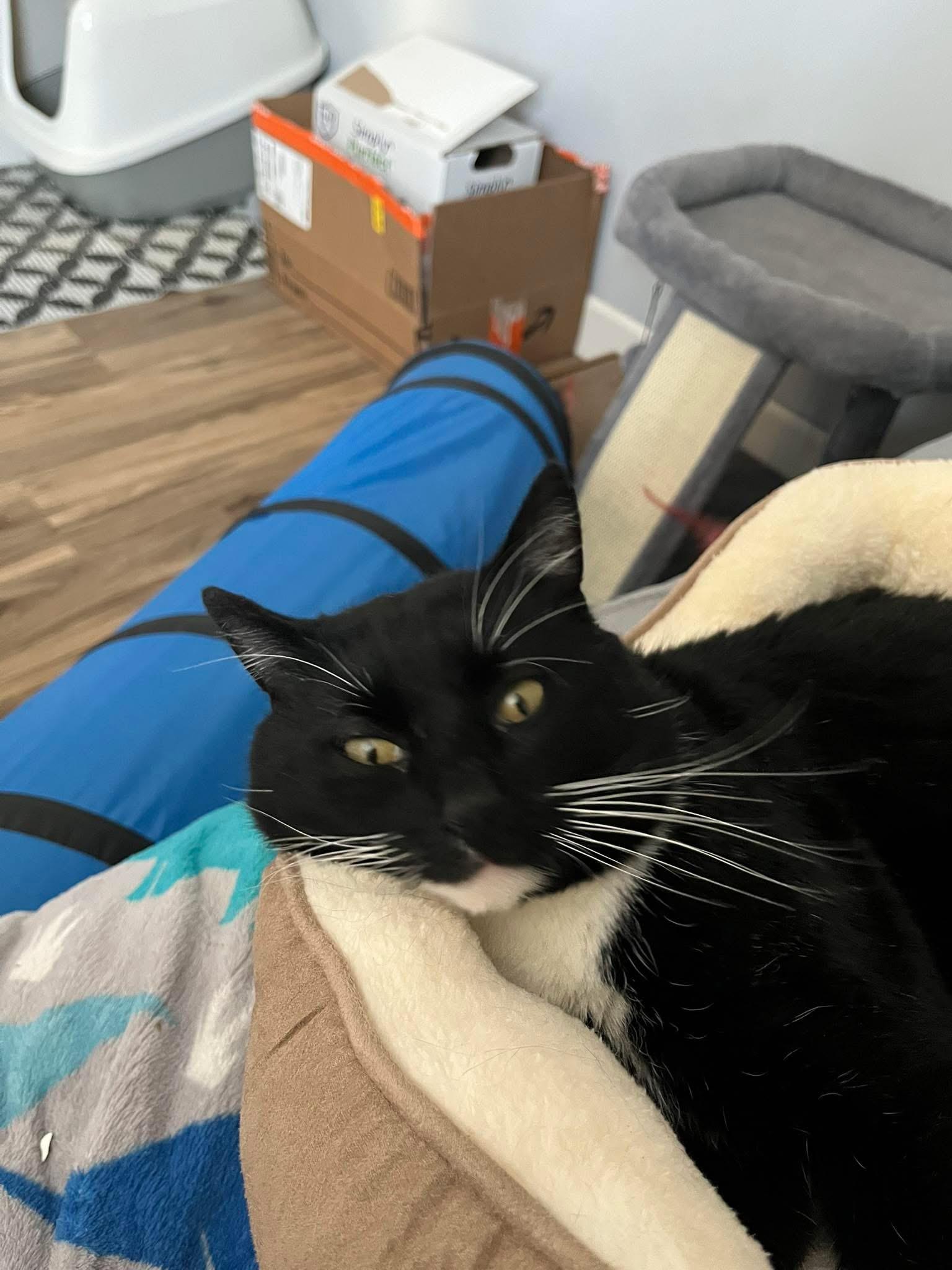 Enlarge Benefict , a ADOPTABLE Tuxedo in Enfield, CT image 4/5