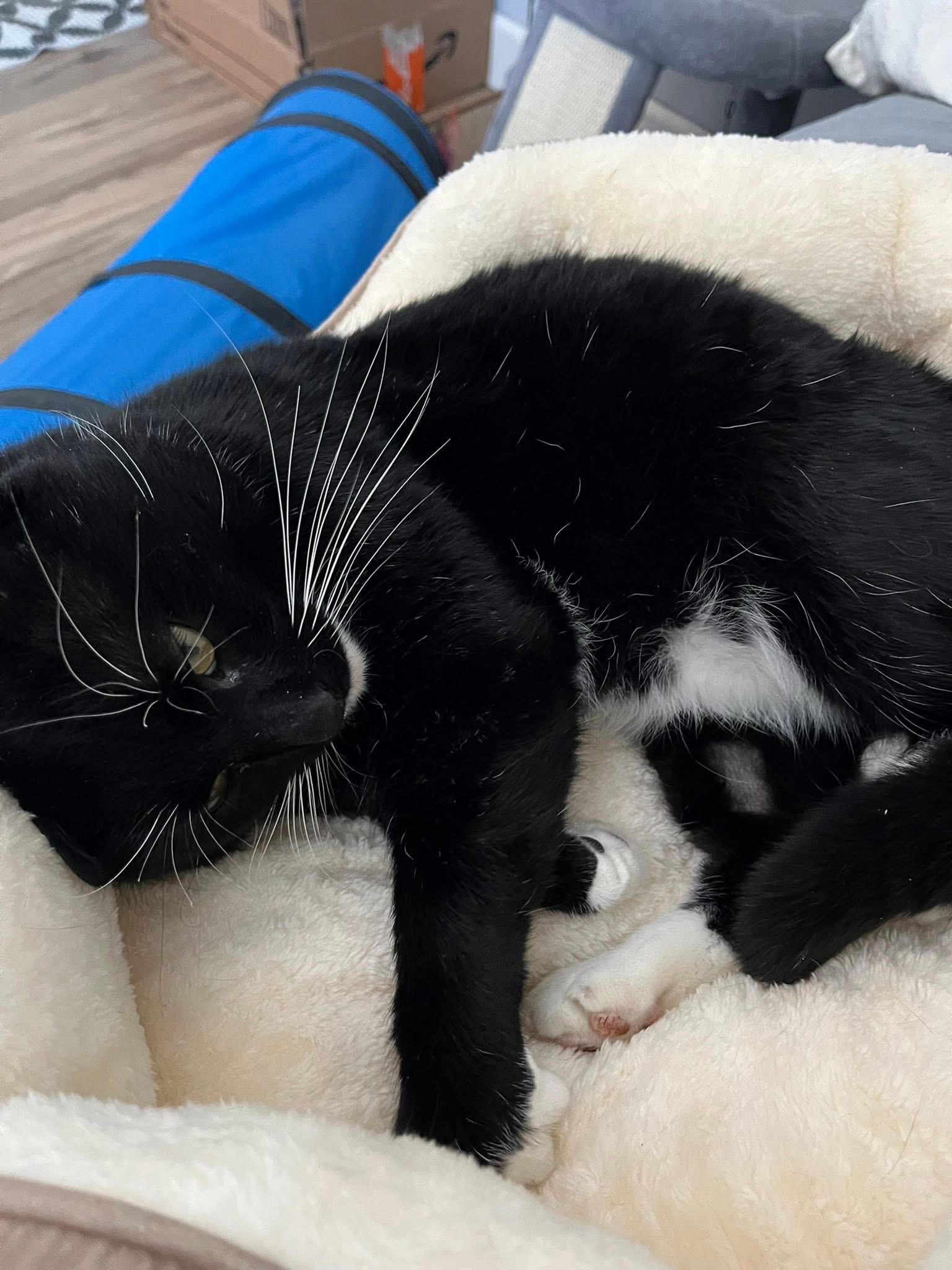 Enlarge Benefict , a ADOPTABLE Tuxedo in Enfield, CT image 5/5