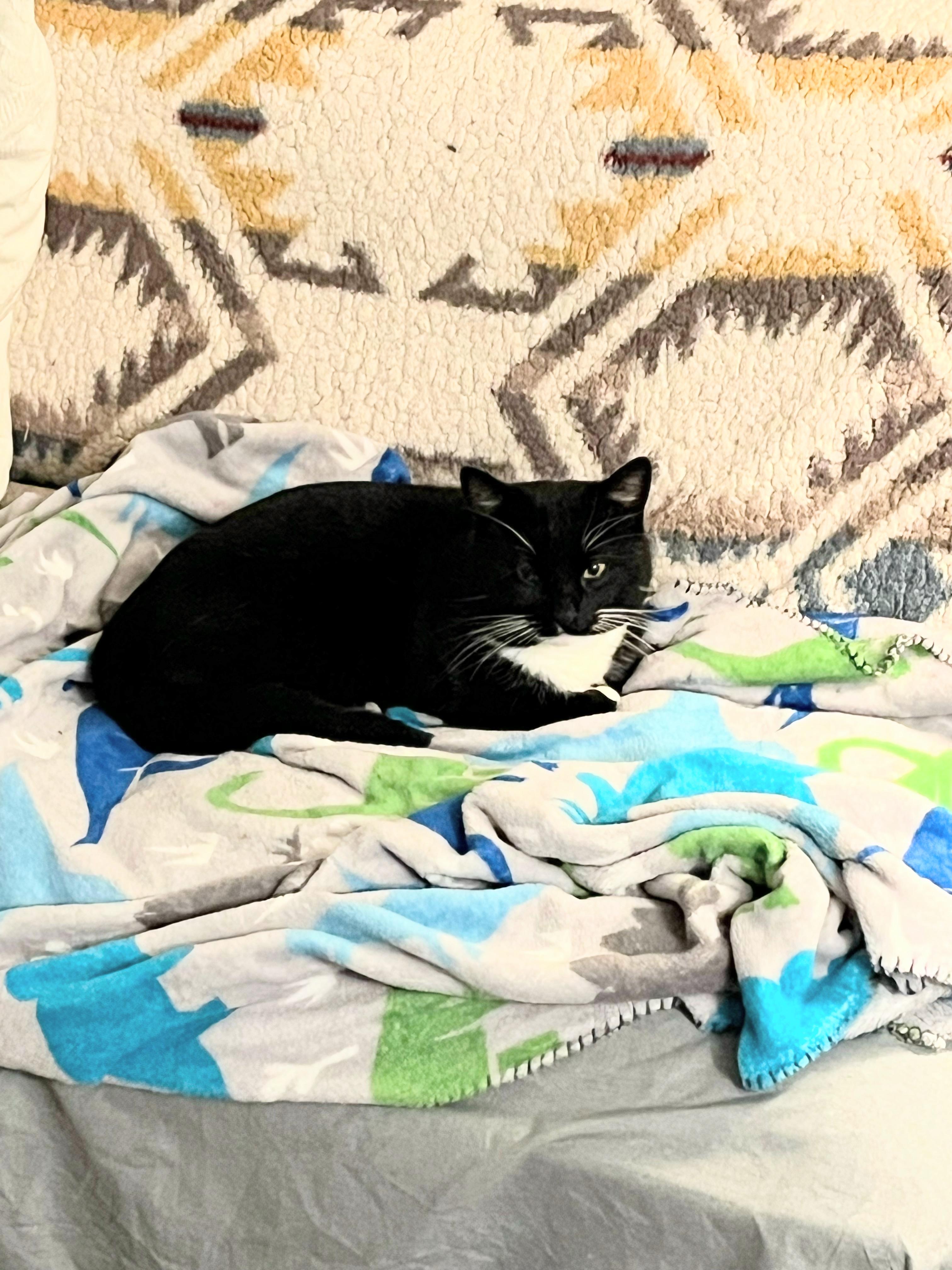 Enlarge Benefict , a ADOPTABLE Tuxedo in Enfield, CT image 3/5