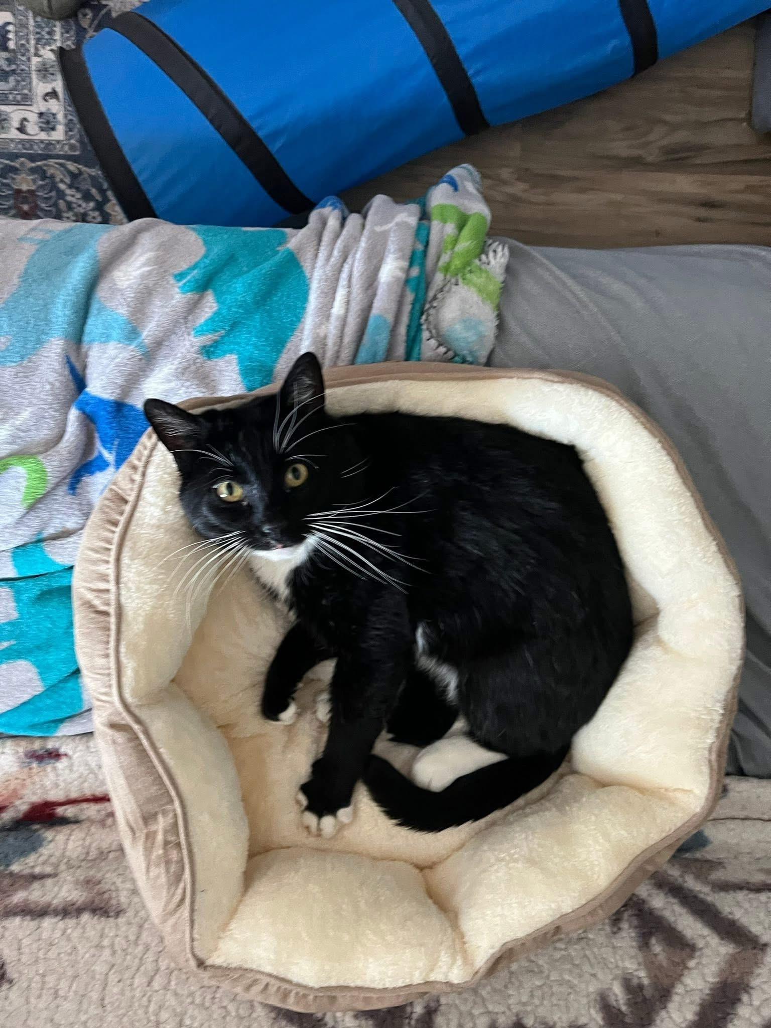 Enlarge Benefict , a ADOPTABLE Tuxedo in Enfield, CT image 1/5