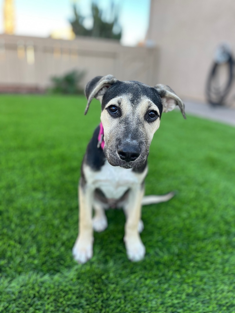 Kay , Adopted, Puppy Female American Staffordshire Terrier & Black and Tan Coonhound.