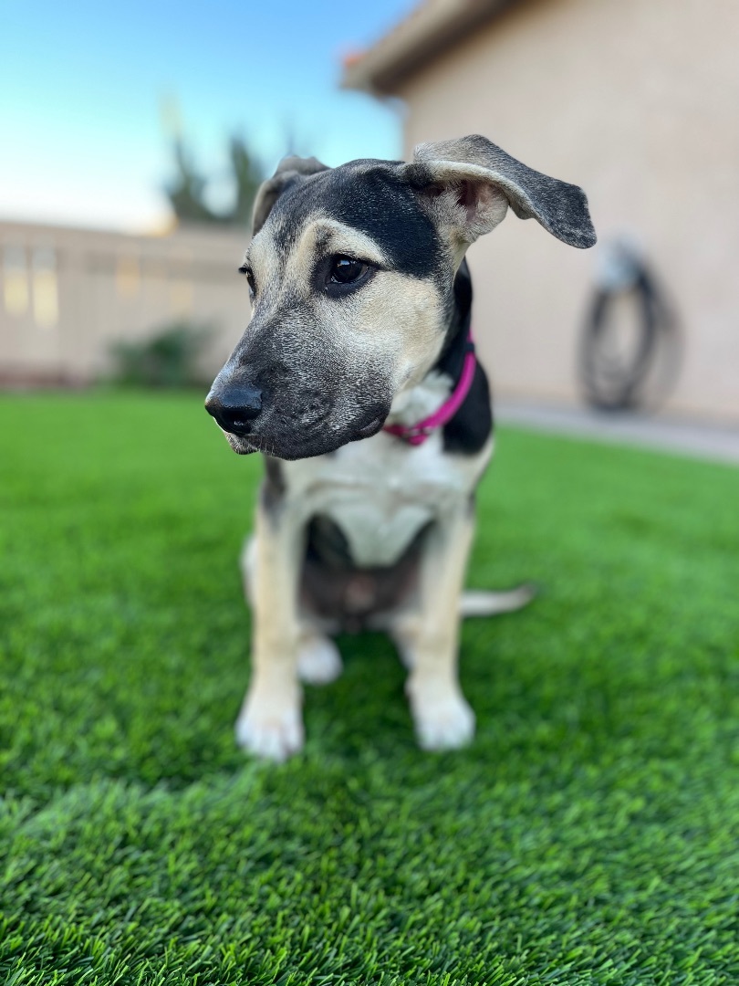 Enlarge Kay , a Adopted mixed breed in Poway, CA image 2/6