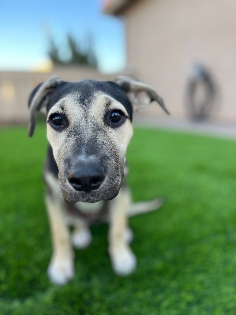 Enlarge Kay , a Adopted mixed breed in Poway, CA image 3/6