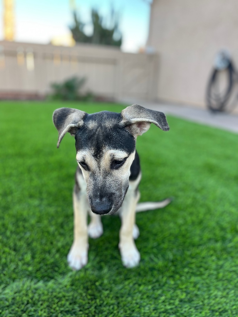 Enlarge Kay , a Adopted mixed breed in Poway, CA image 4/6