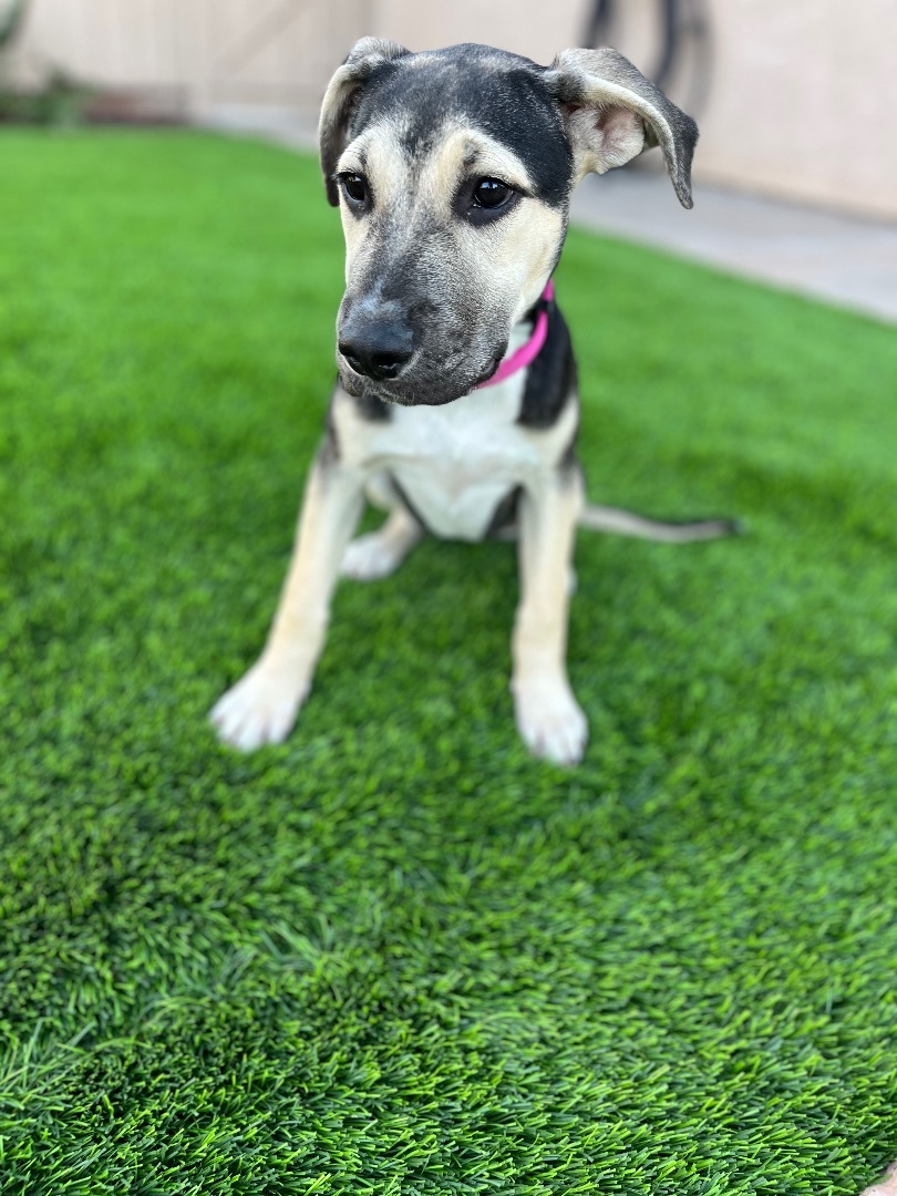 Enlarge Kay , a Adopted mixed breed in Poway, CA image 5/6