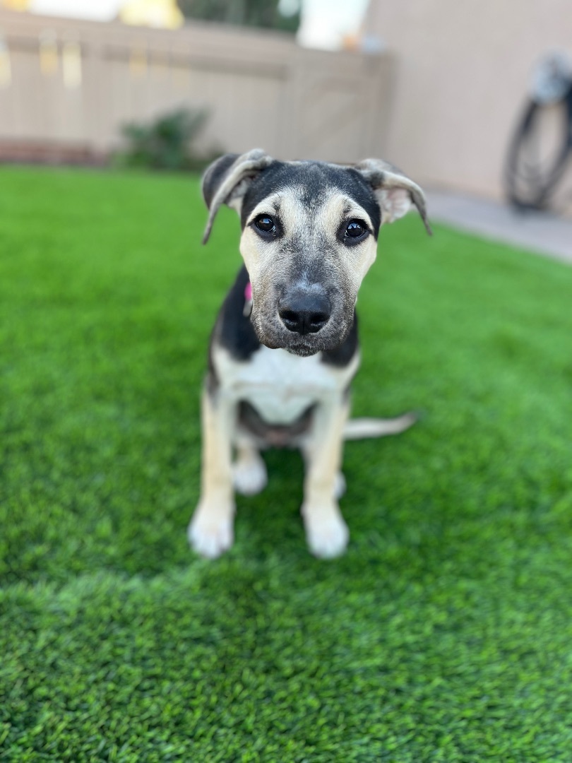 Enlarge Kay , a Adopted mixed breed in Poway, CA image 6/6