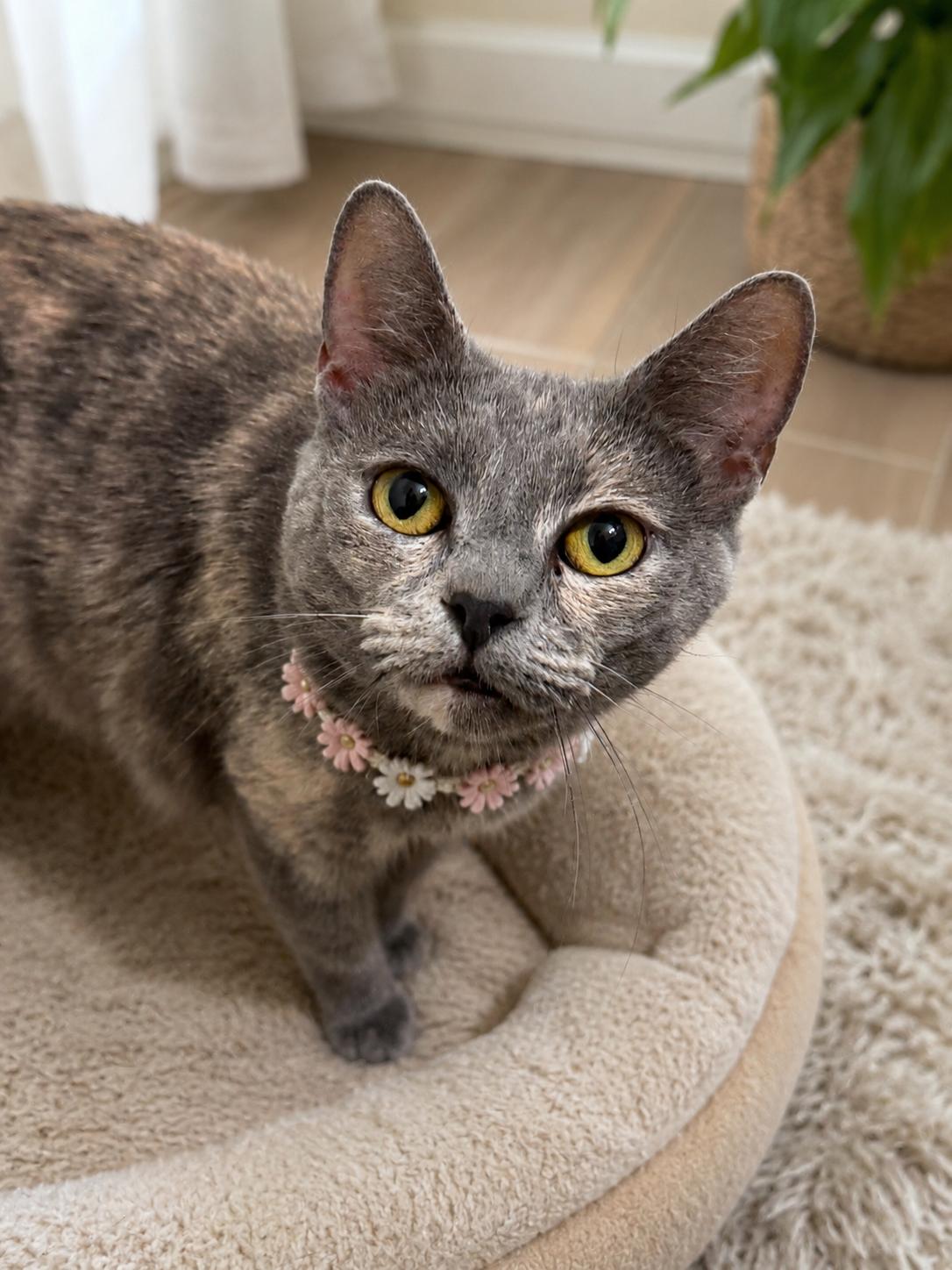 Sprinkles, an adopted Domestic Short Hair in Phoenix, AZ image 2/3