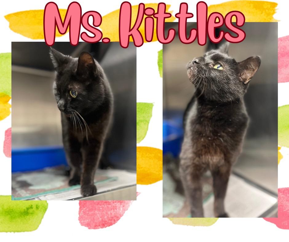 Ms.Kittles, Adoptable, Adult Female Domestic Short Hair.