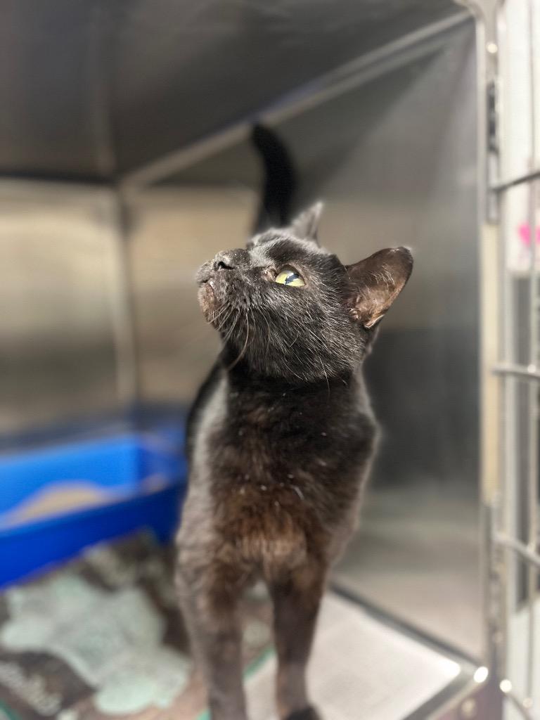 Enlarge Ms.Kittles, a Adoptable mixed breed in Hopkinsville, KY image 2/3