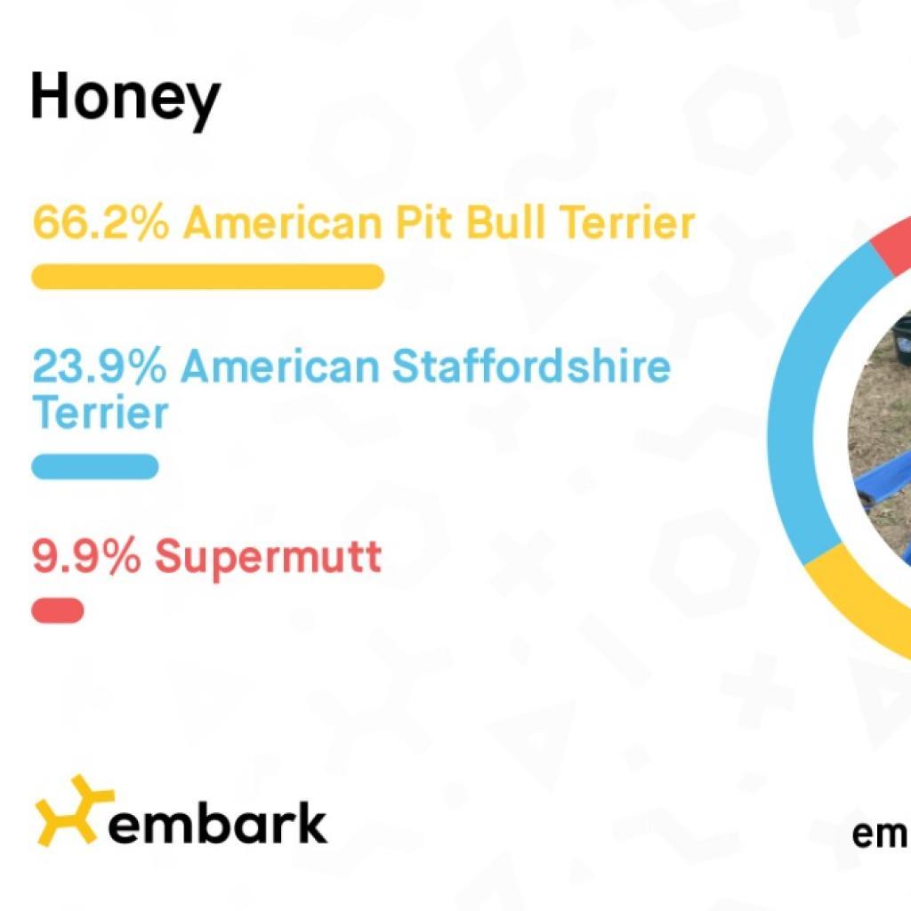 Enlarge Honey, a Adoptable mixed breed in West Memphis, AR image 1/5