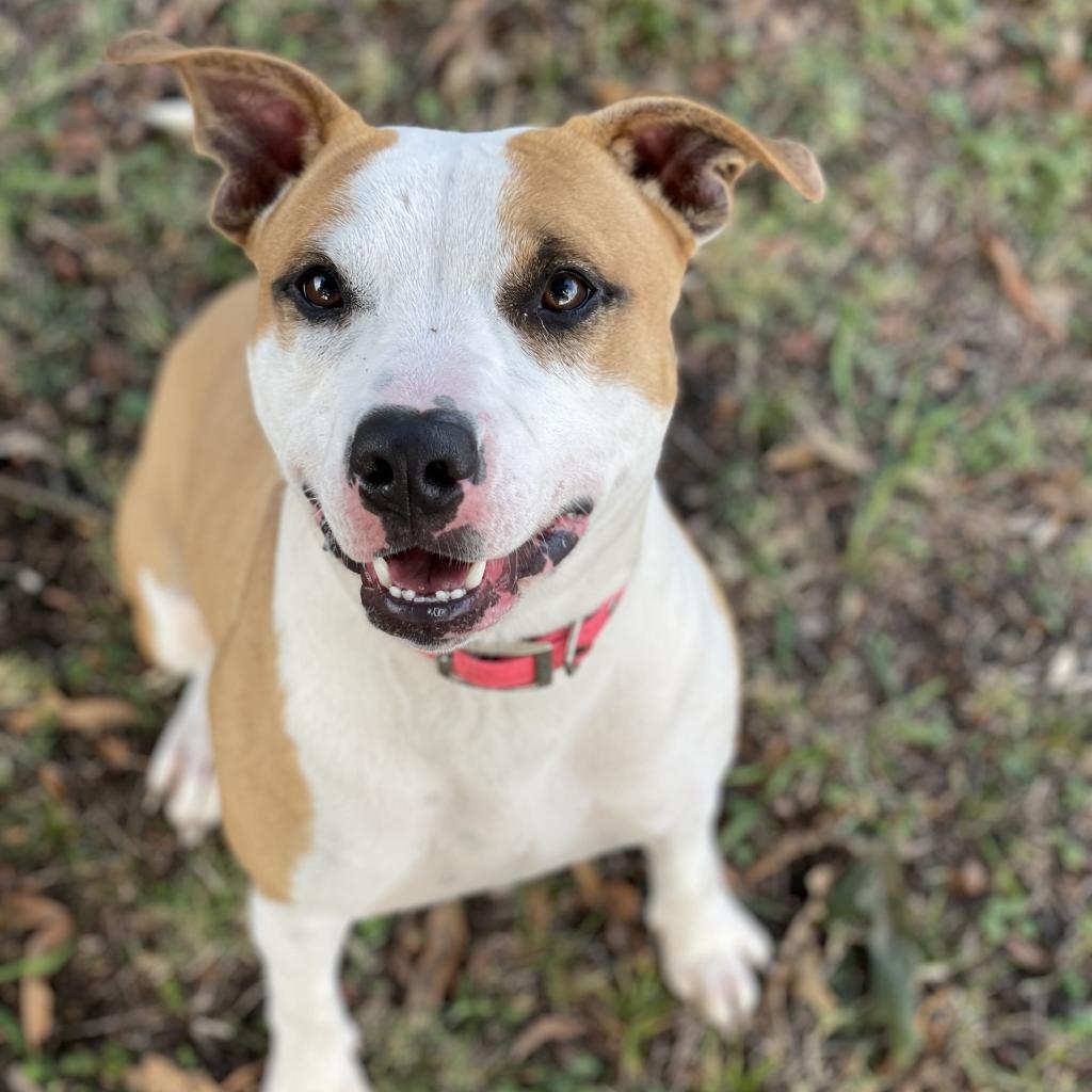 Enlarge Honey, a Adoptable mixed breed in West Memphis, AR image 2/5