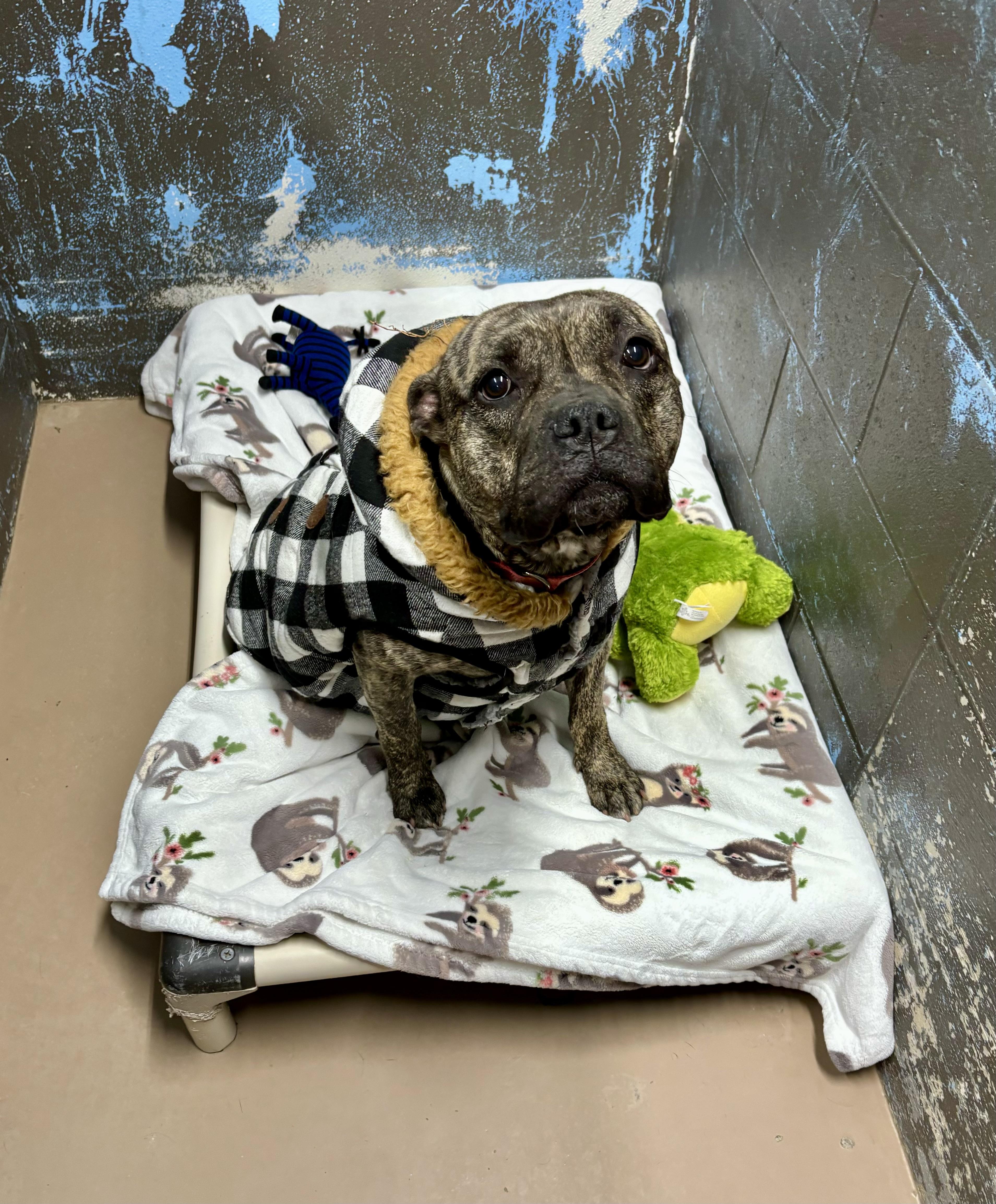 Lulu, a Adoptable mixed breed in Jamestown, ND image 2/6