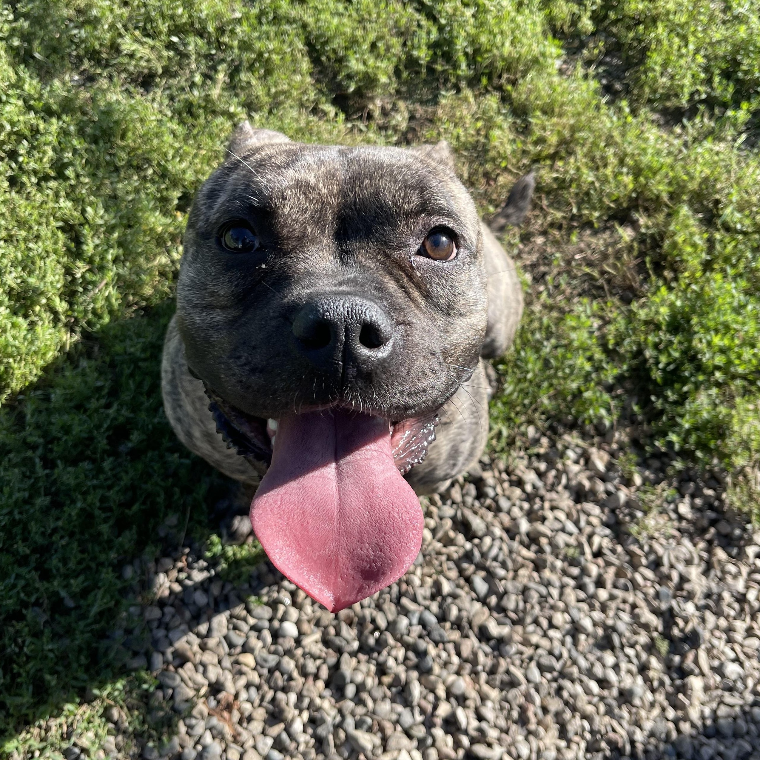 Lulu, a Adoptable mixed breed in Jamestown, ND image 3/6