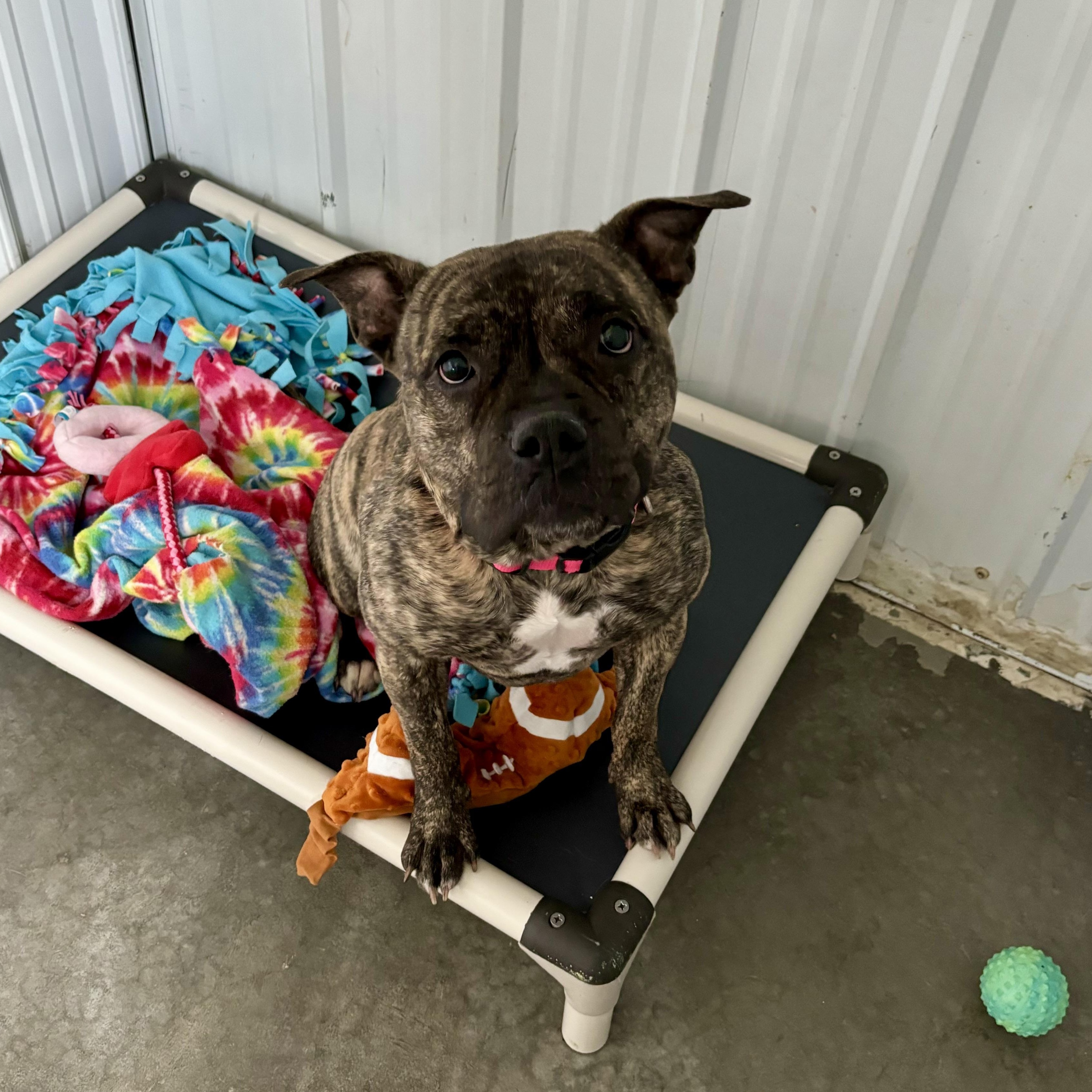 Lulu, a Adoptable mixed breed in Jamestown, ND image 1/6