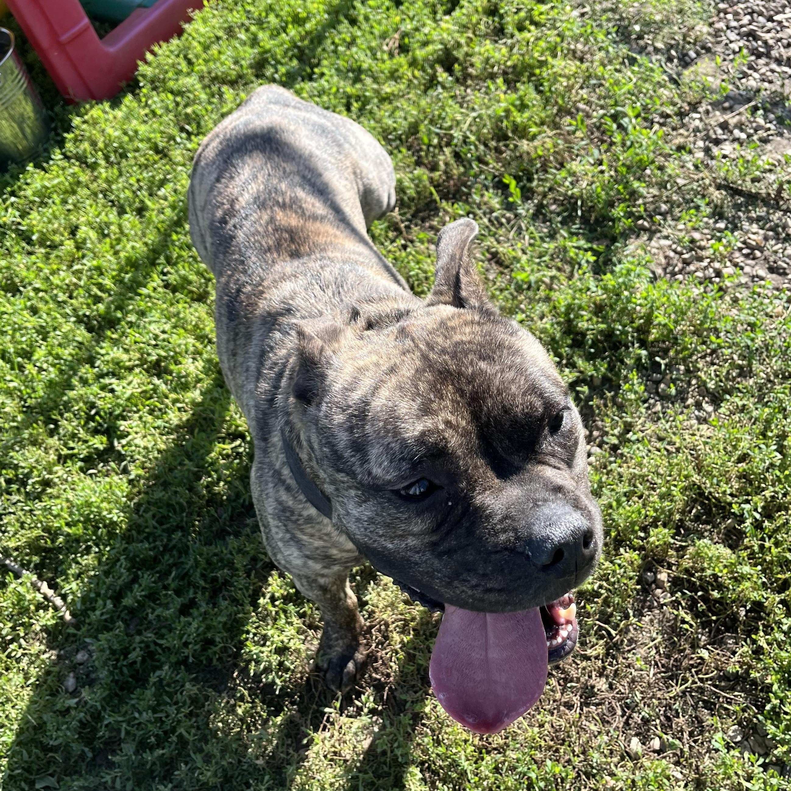 Lulu, a Adoptable mixed breed in Jamestown, ND image 5/6