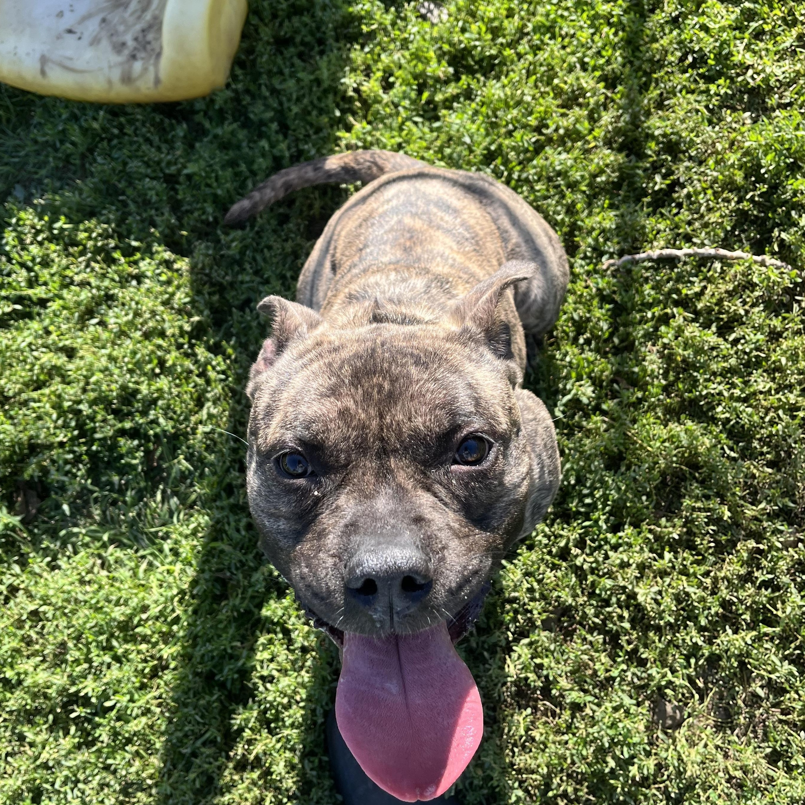 Lulu, a Adoptable mixed breed in Jamestown, ND image 6/6