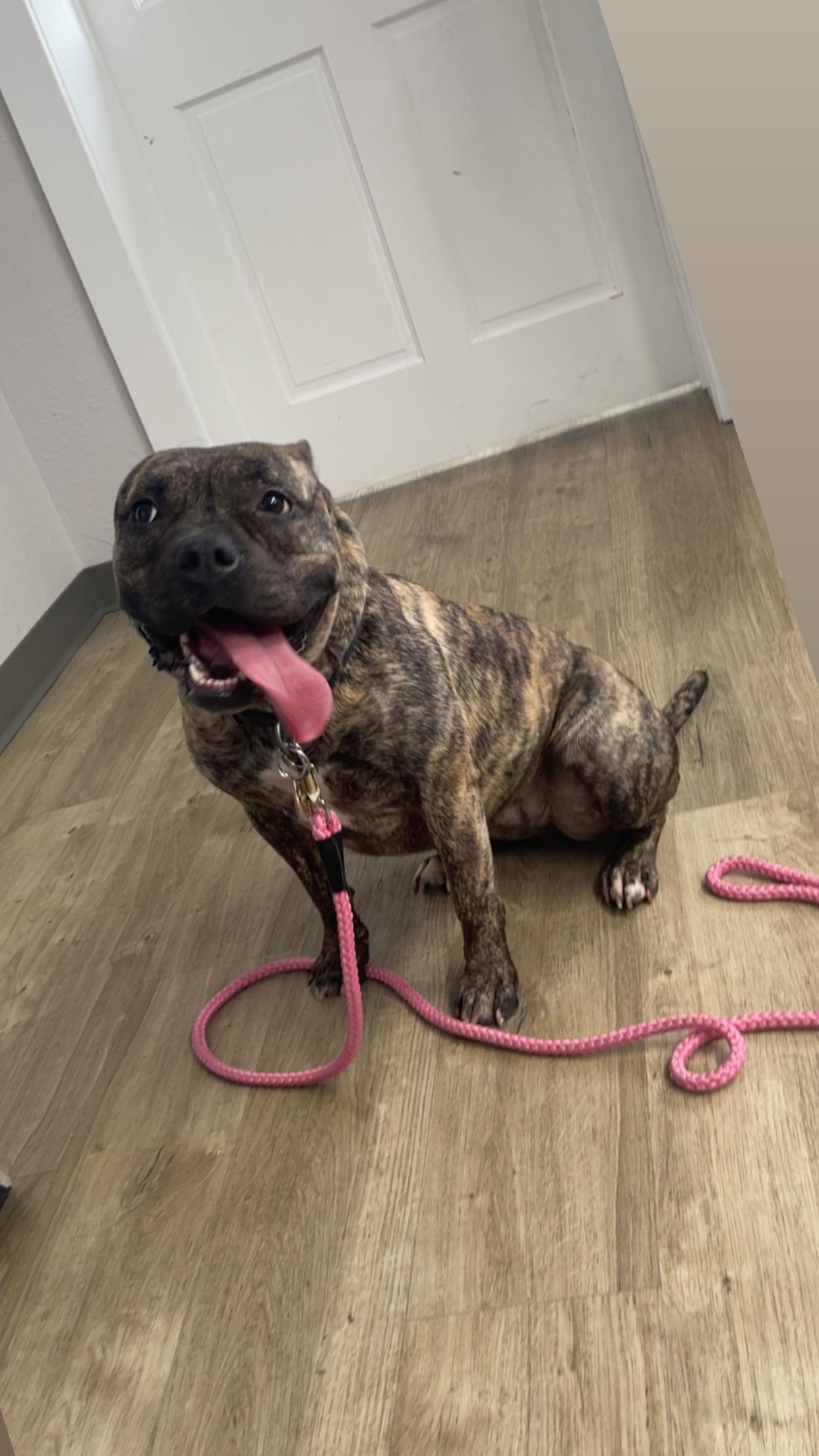 Lulu, a Adoptable mixed breed in Jamestown, ND image 4/6