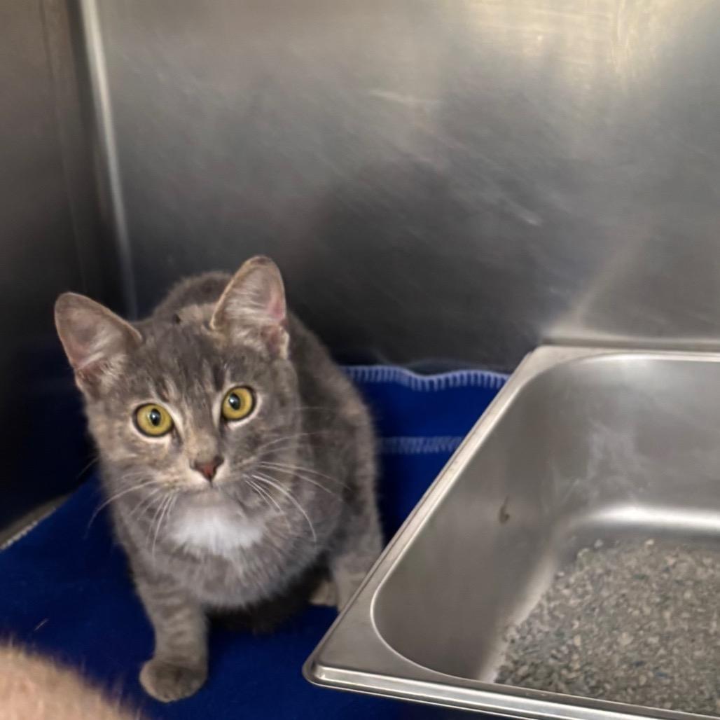 Enlarge Bambi, a Adoptable mixed breed in Galax, VA image 1/1