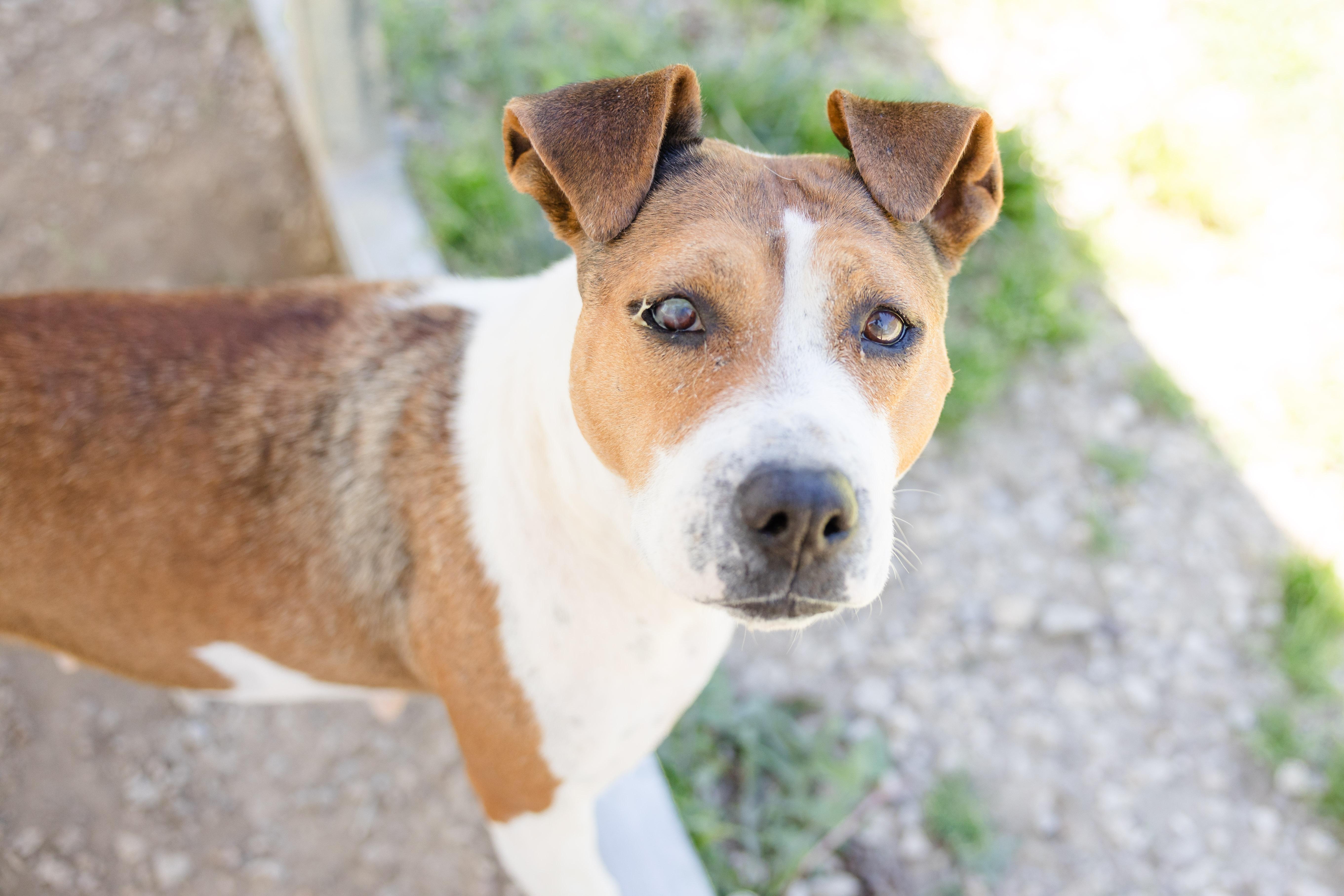 Nose Marie, a ADOPTABLE mixed breed in Newburgh, IN image 2/3