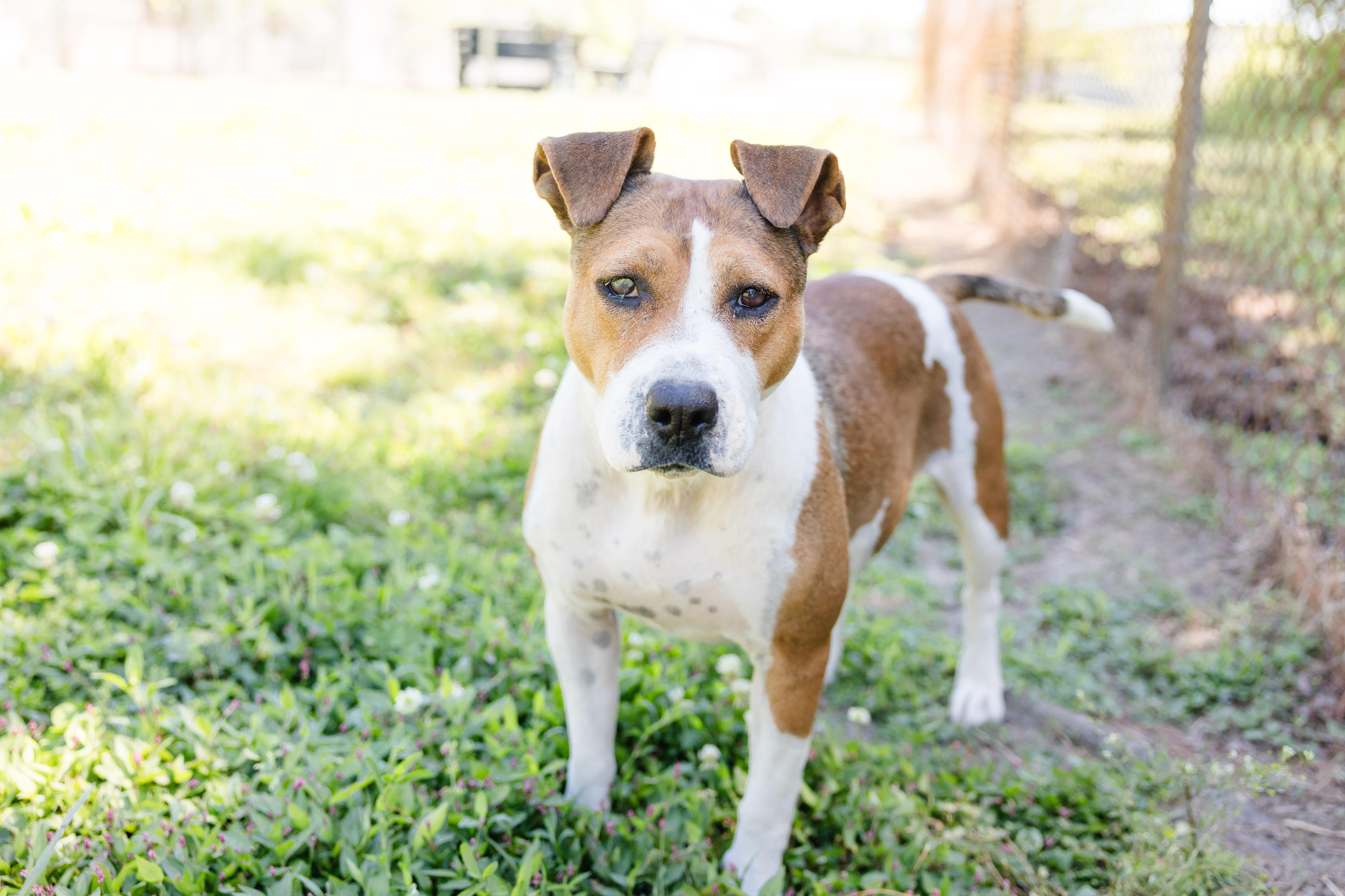 Nose Marie, a ADOPTABLE mixed breed in Newburgh, IN image 3/3