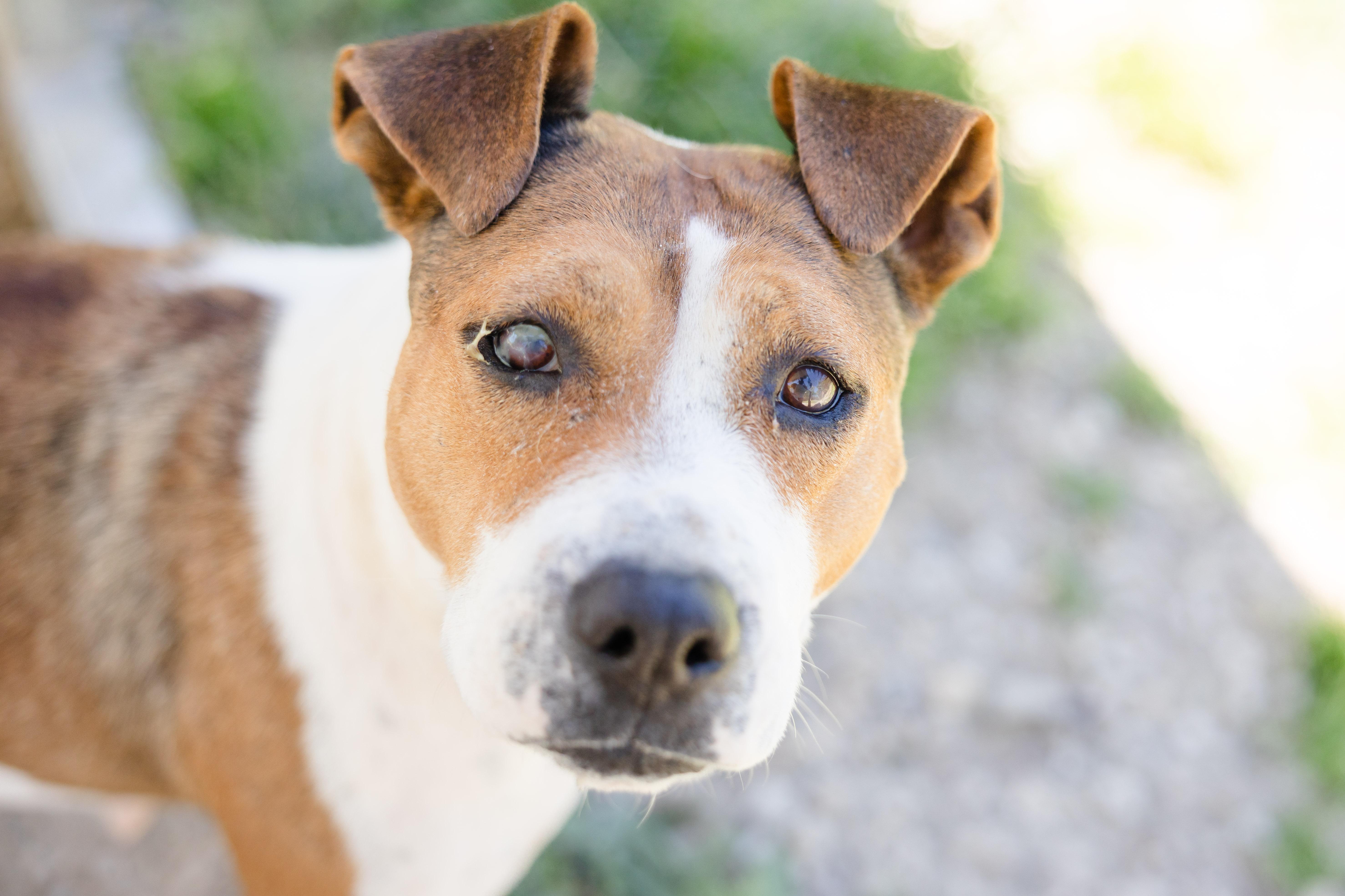 Nose Marie, a ADOPTABLE mixed breed in Newburgh, IN image 1/3