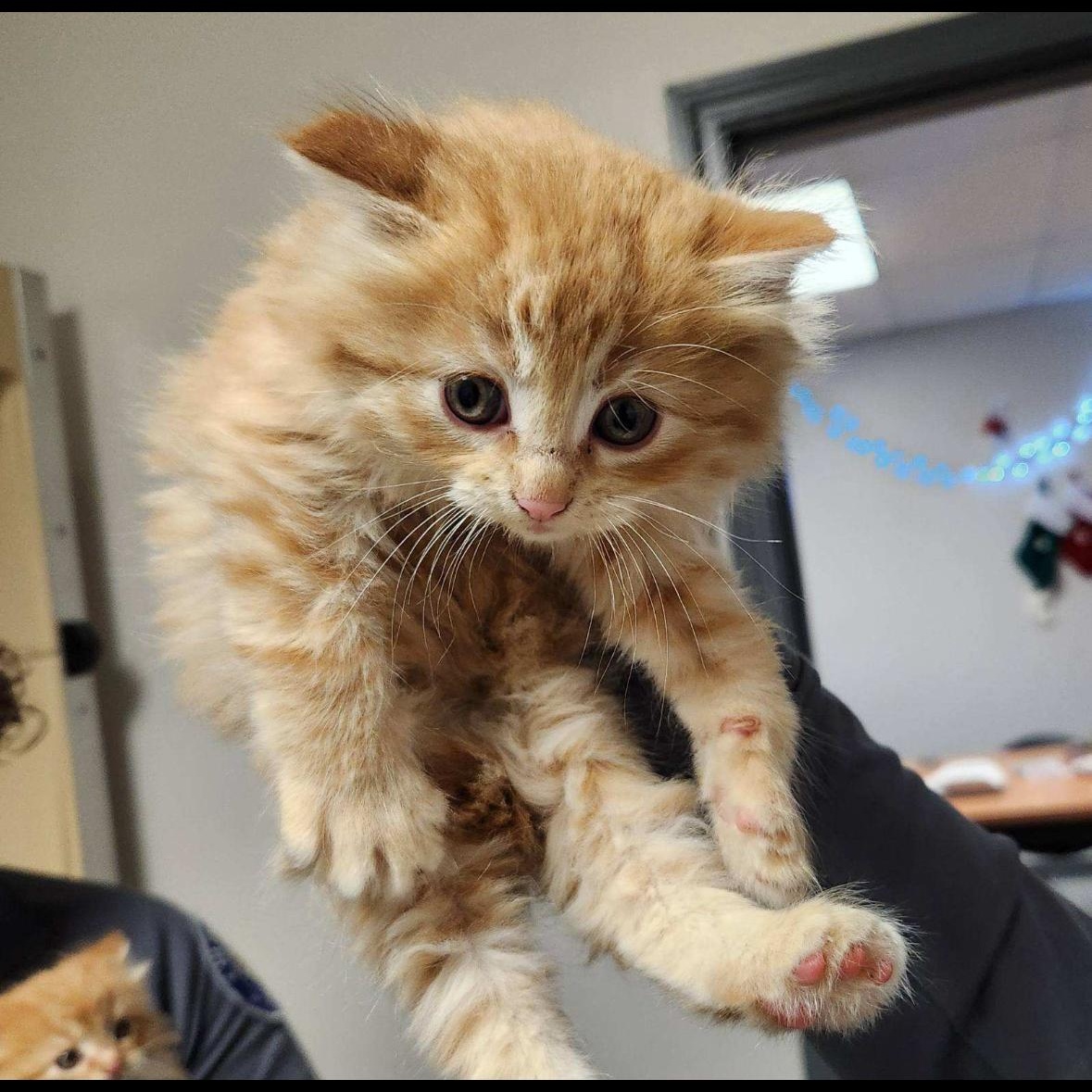 Jingle bell, adopted, Kitten Female Domestic Long Hair.