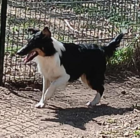 Enlarge Lefty, a ADOPTABLE Shetland Sheepdog / Sheltie in Clarksburg, MD image 1/4