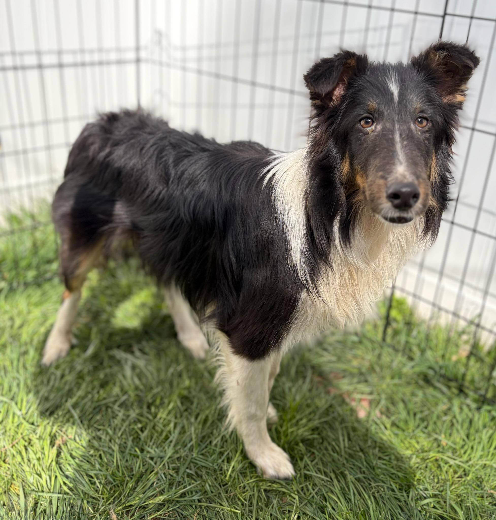 Enlarge Lefty, a ADOPTABLE Shetland Sheepdog / Sheltie in Clarksburg, MD image 2/4