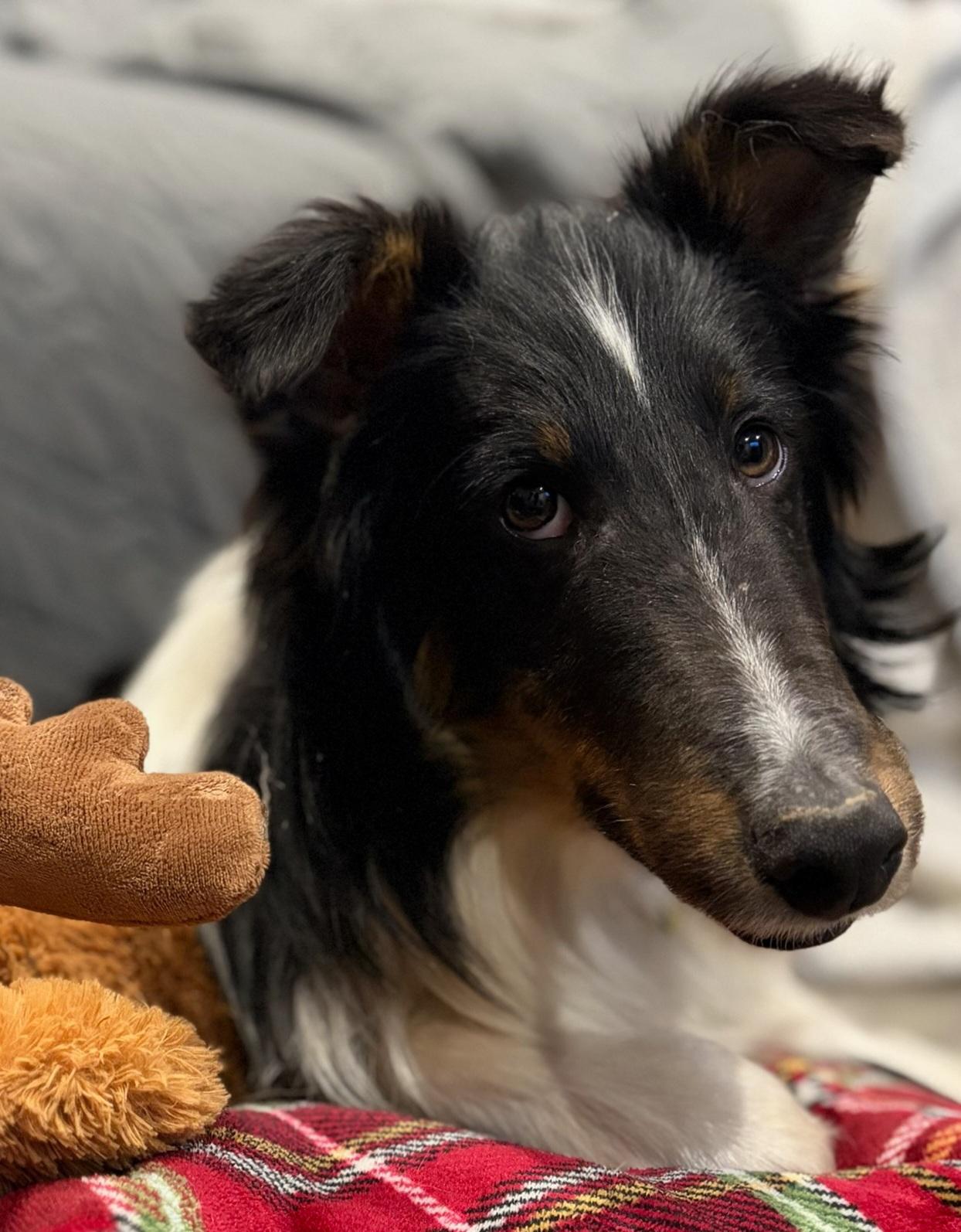 Enlarge Lefty, a ADOPTABLE Shetland Sheepdog / Sheltie in Clarksburg, MD image 5/6