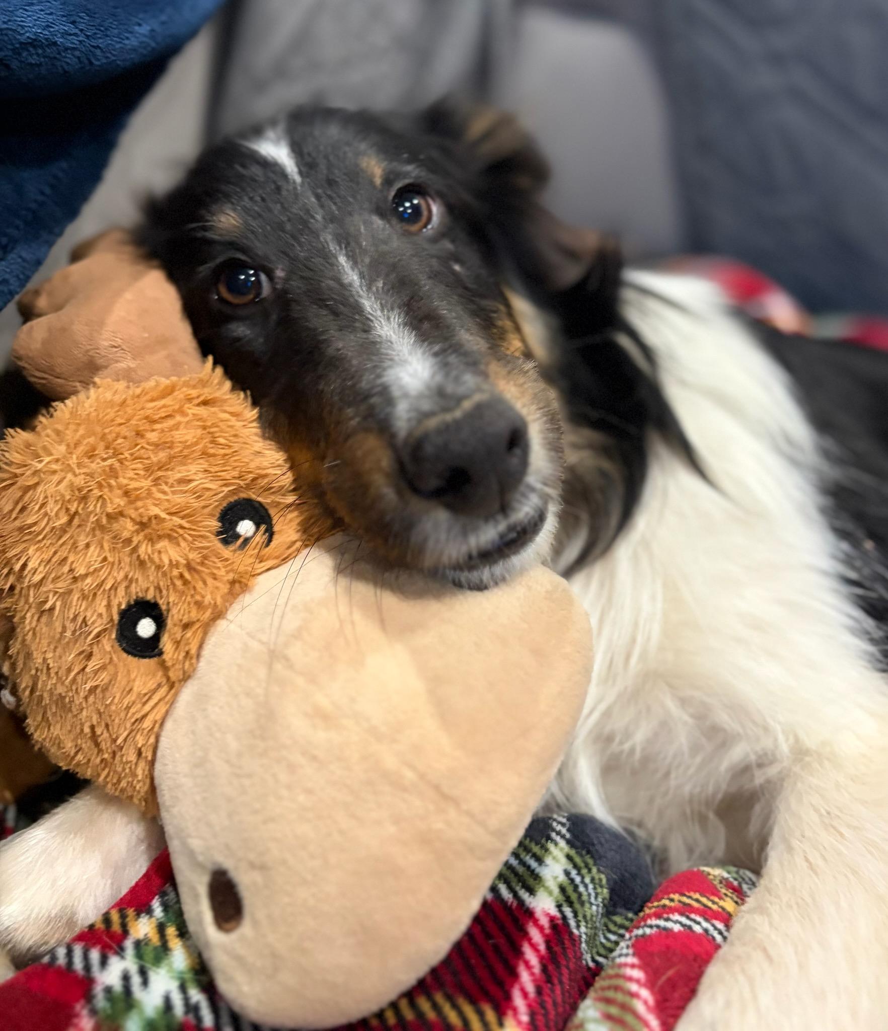 Enlarge Lefty, a ADOPTABLE Shetland Sheepdog / Sheltie in Clarksburg, MD image 1/6
