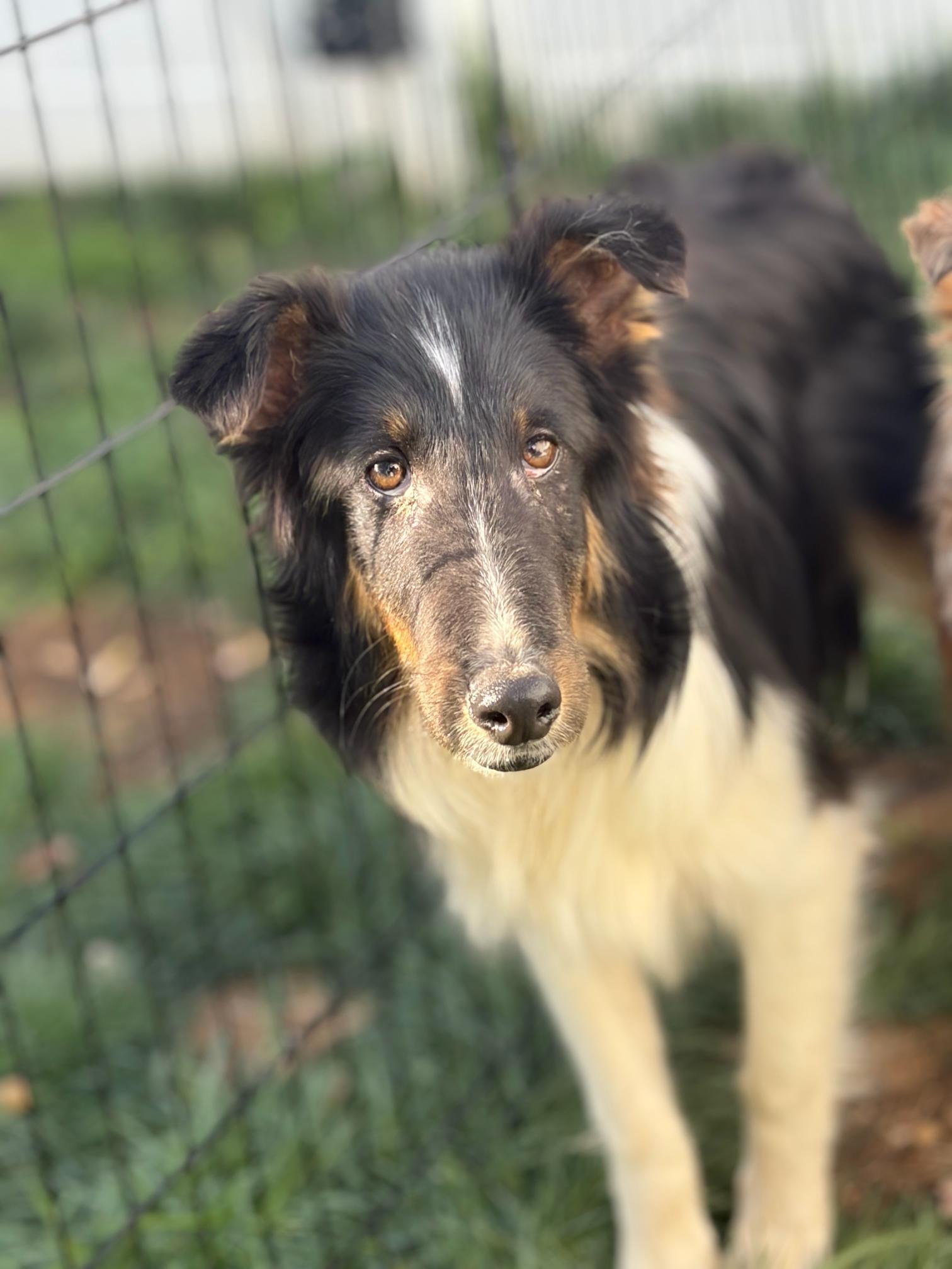 Enlarge Lefty, a ADOPTABLE Shetland Sheepdog / Sheltie in Clarksburg, MD image 4/4