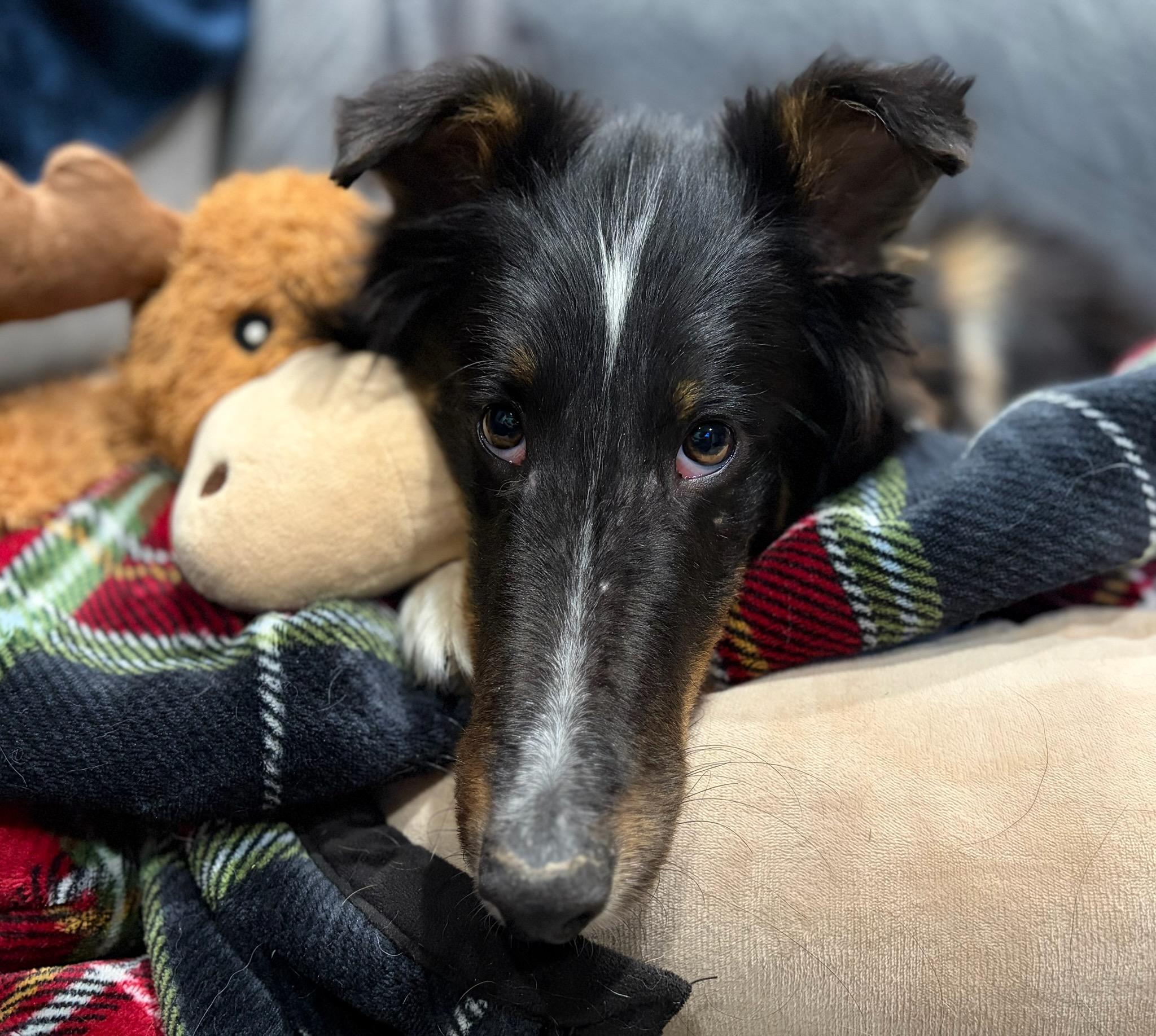 Enlarge Lefty, a ADOPTABLE Shetland Sheepdog / Sheltie in Clarksburg, MD image 3/6