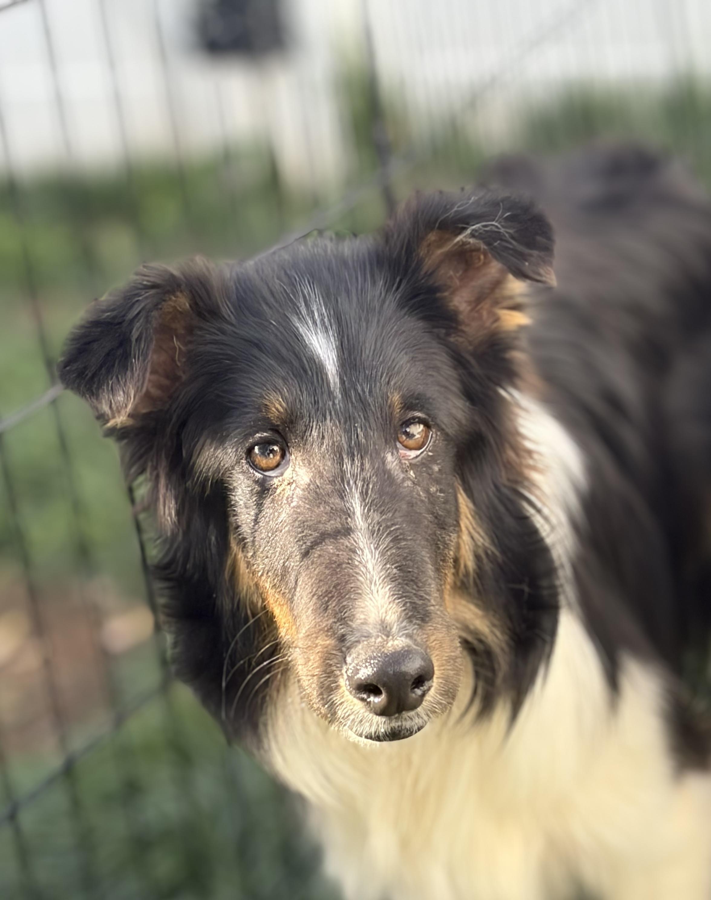Enlarge Lefty, a ADOPTABLE Shetland Sheepdog / Sheltie in Clarksburg, MD image 3/4