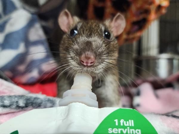 Dash & Marshmallow, a ADOPTABLE Rat in Townshend, VT image 3/3