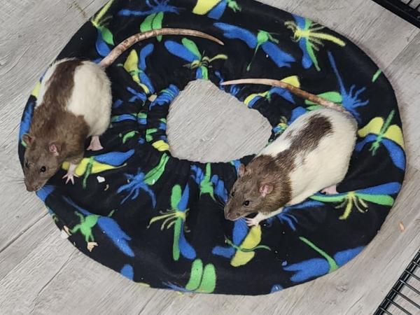 Dash & Marshmallow, a ADOPTABLE Rat in Townshend, VT image 1/3