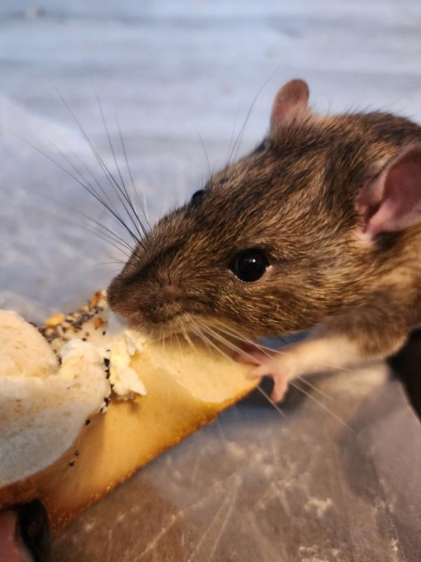 Dash & Marshmallow, a ADOPTABLE Rat in Townshend, VT image 2/3