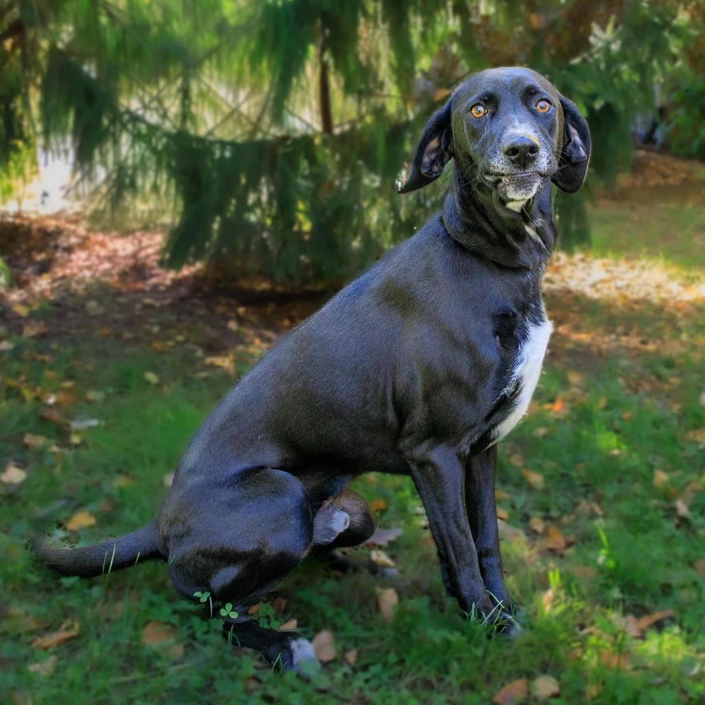 Enlarge Hudson, a Adoptable Hound in Versailles, KY image 1/5