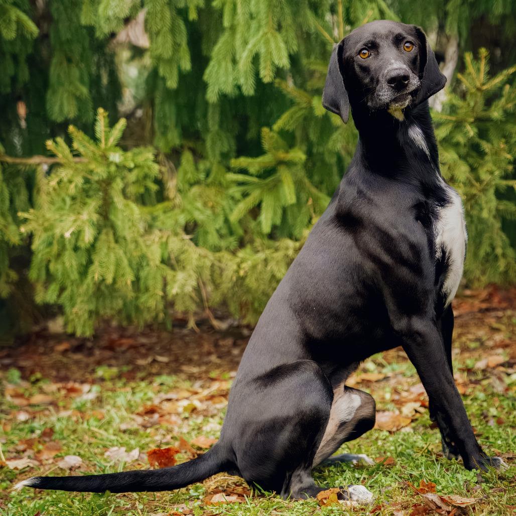 Enlarge Hudson, a Adoptable Hound in Versailles, KY image 2/5