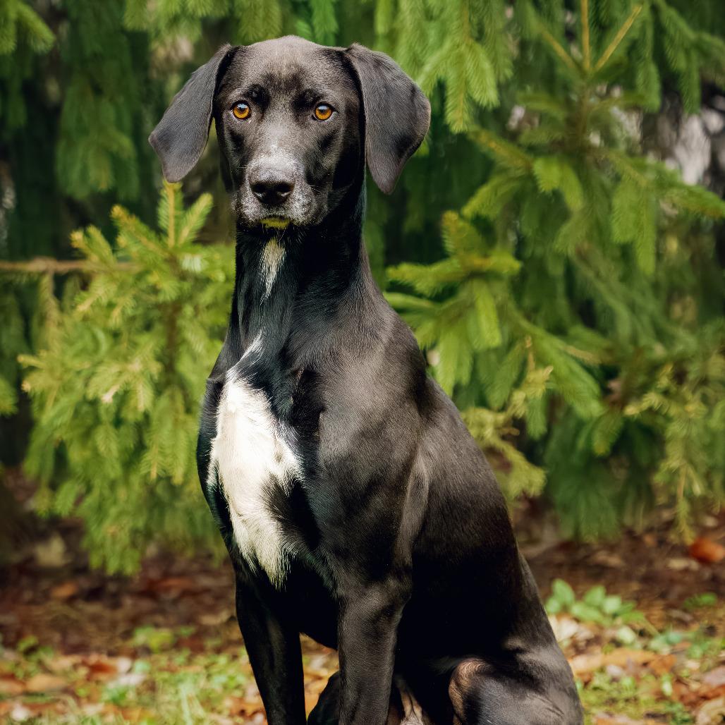 Enlarge Hudson, a Adoptable Hound in Versailles, KY image 3/5