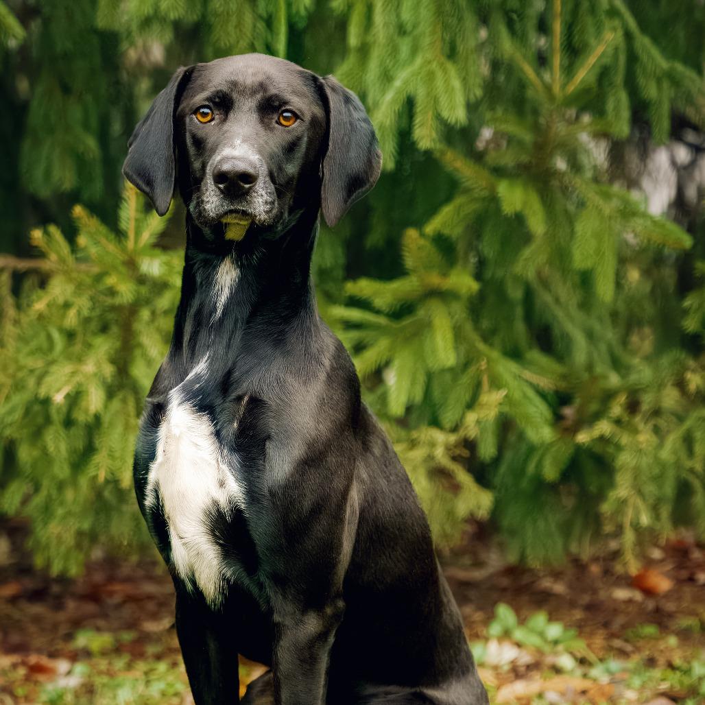 Enlarge Hudson, a Adoptable Hound in Versailles, KY image 4/5