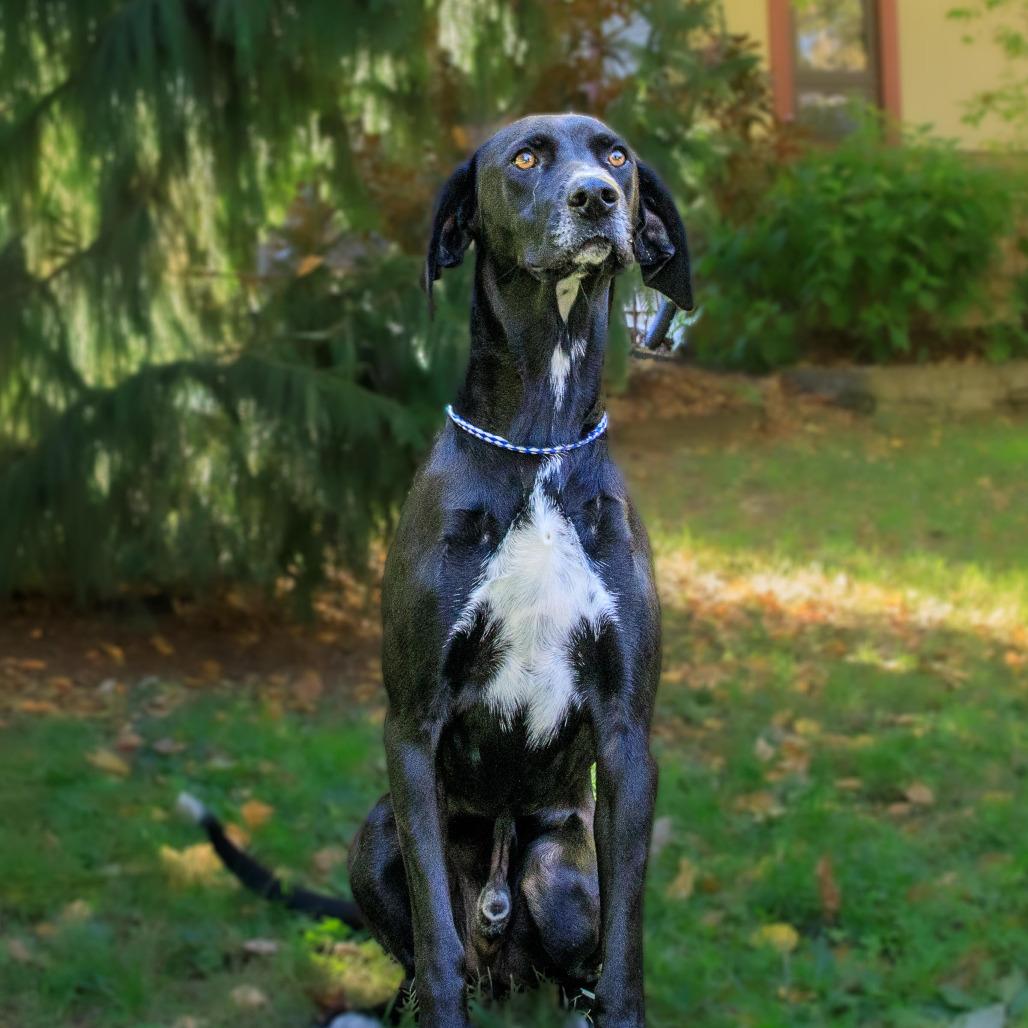Enlarge Hudson, a Adoptable Hound in Versailles, KY image 5/5
