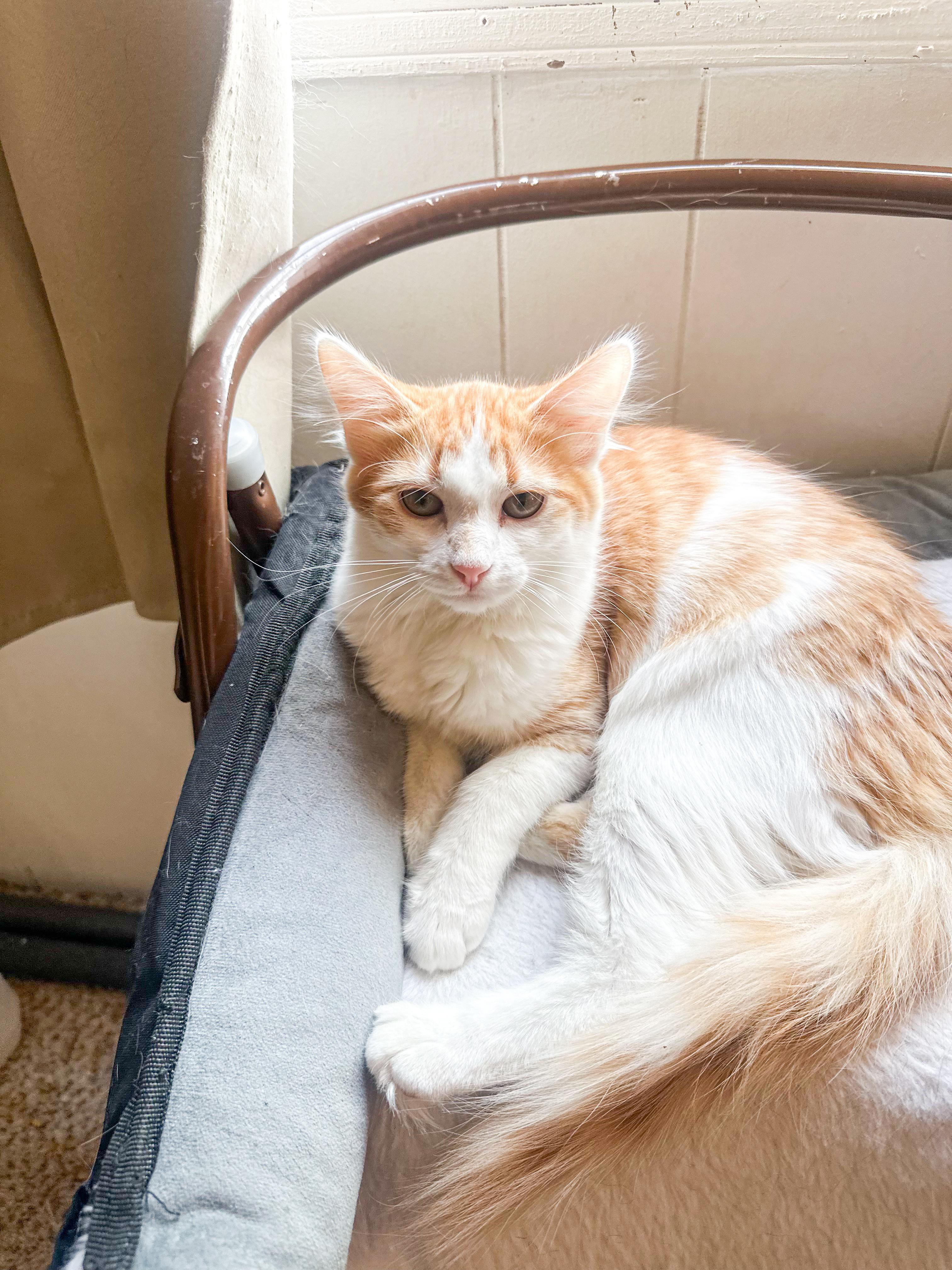 Julius, an adoptable Domestic Long Hair in Price, UT, 84501 | Photo Image 2