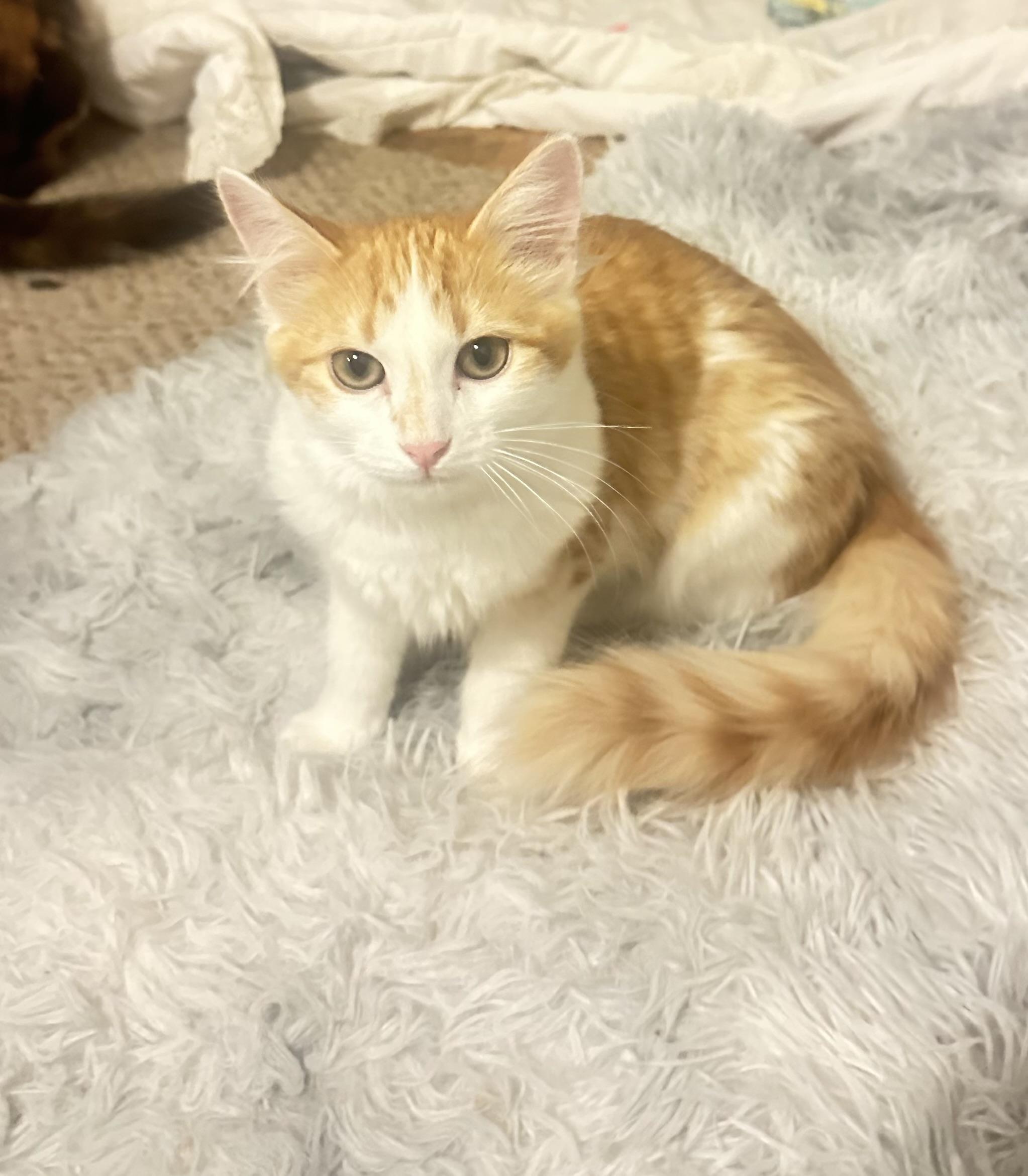 Julius, an adoptable Domestic Long Hair in Price, UT, 84501 | Photo Image 1