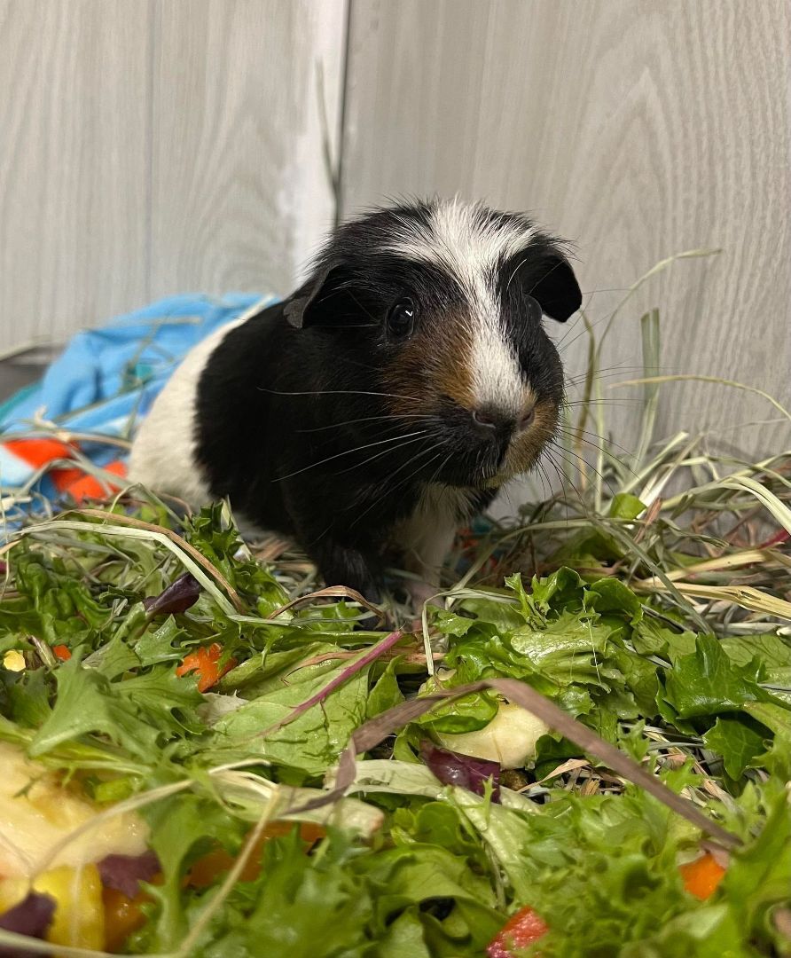 Kiwi, a Adoptable Guinea Pig in Troy, AL image 1/2