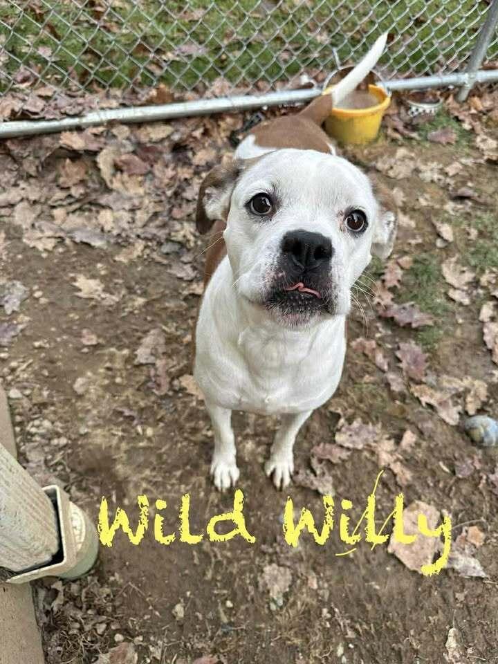 Wild Willy, a Adoptable mixed breed in Hillsboro, OH image 1/2
